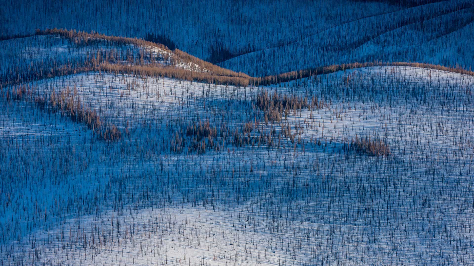 EnglemannSpruceForest_ZH-CN11994077642_1920x1080.jpg