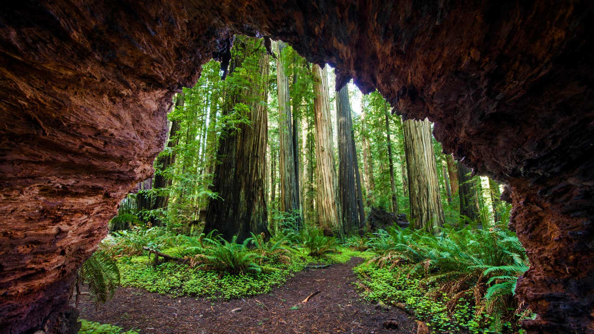 RedwoodsJedediah_EN-CN8575587949_1920x1080.jpg