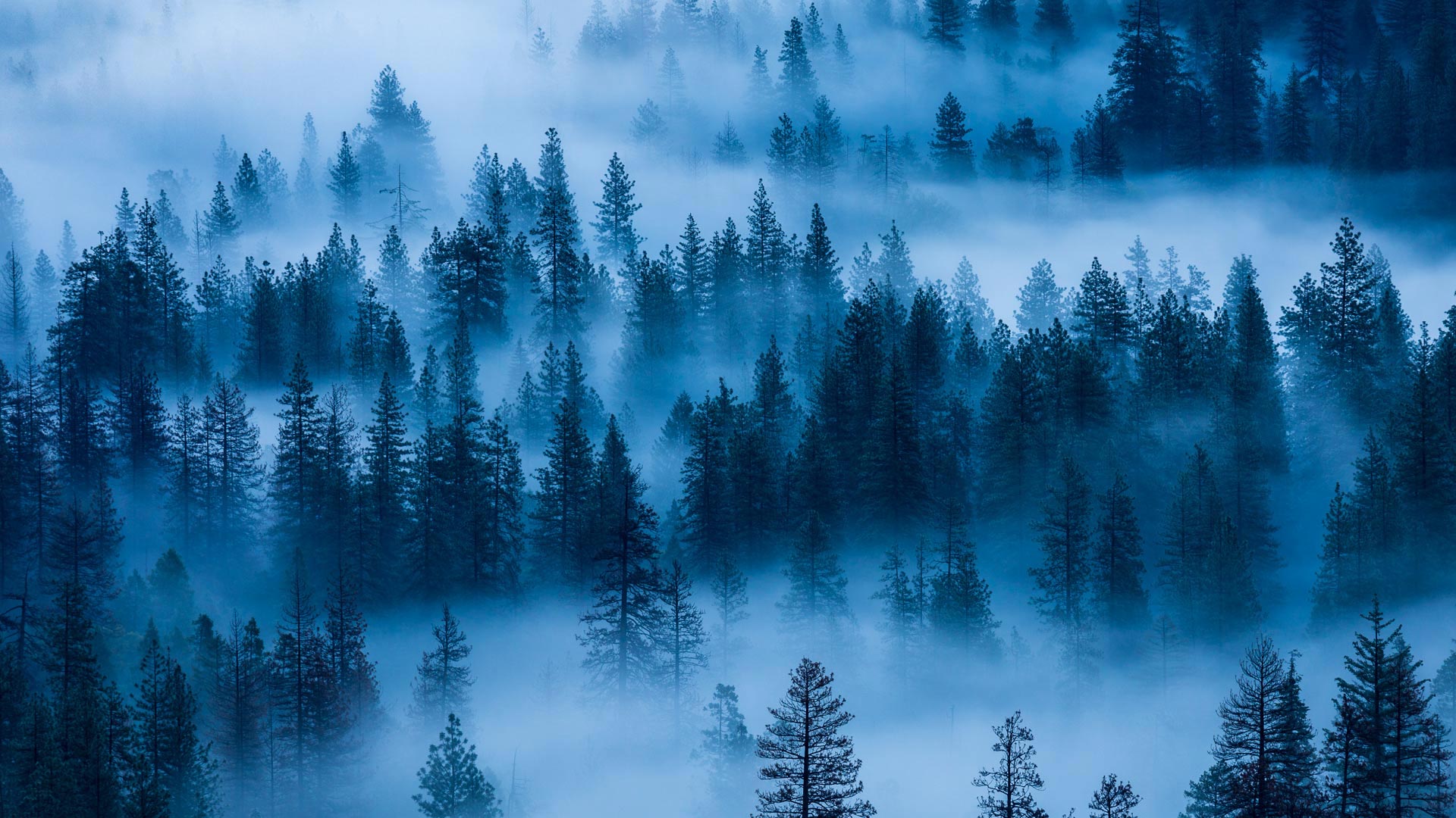 YosemiteFog_ZH-CN8174427528_1920x1080.jpg