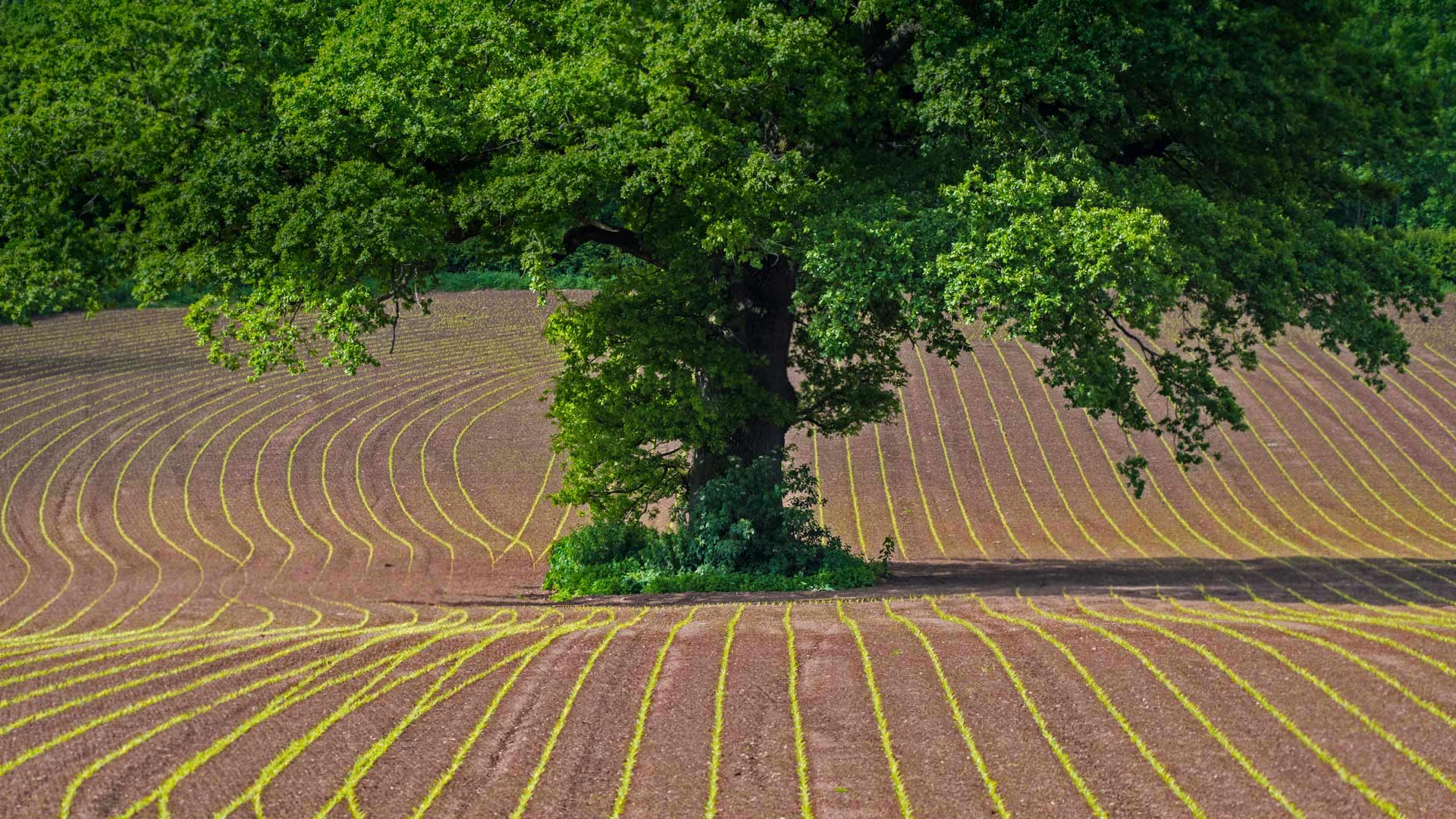 OakTreeMaize_ZH-CN10523296117_1920x1080.jpg