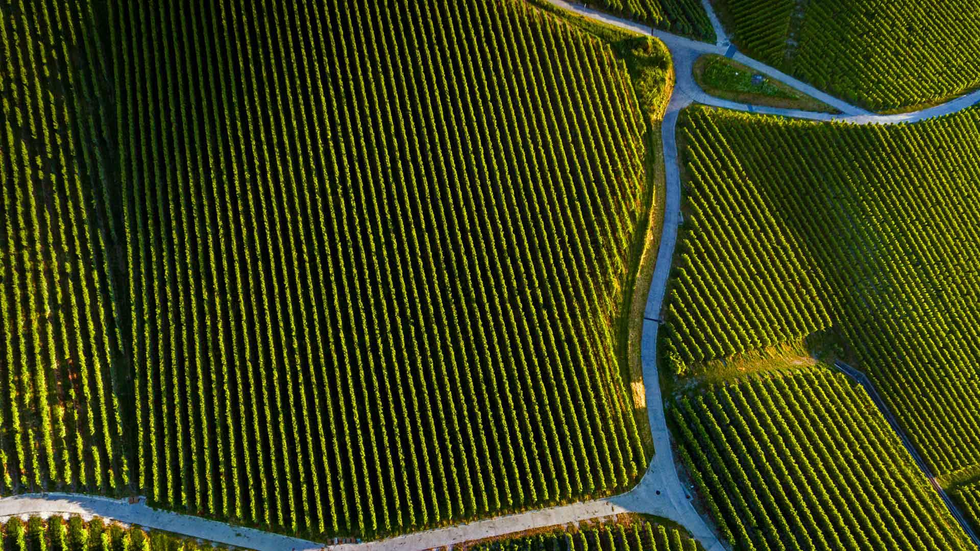 WineDay_ZH-CN9852912150_1920x1080.jpg