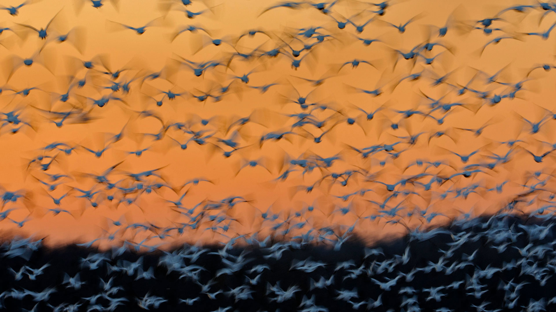 MontezumaSnowGeese_ZH-CN9467663976_1920x1080.jpg