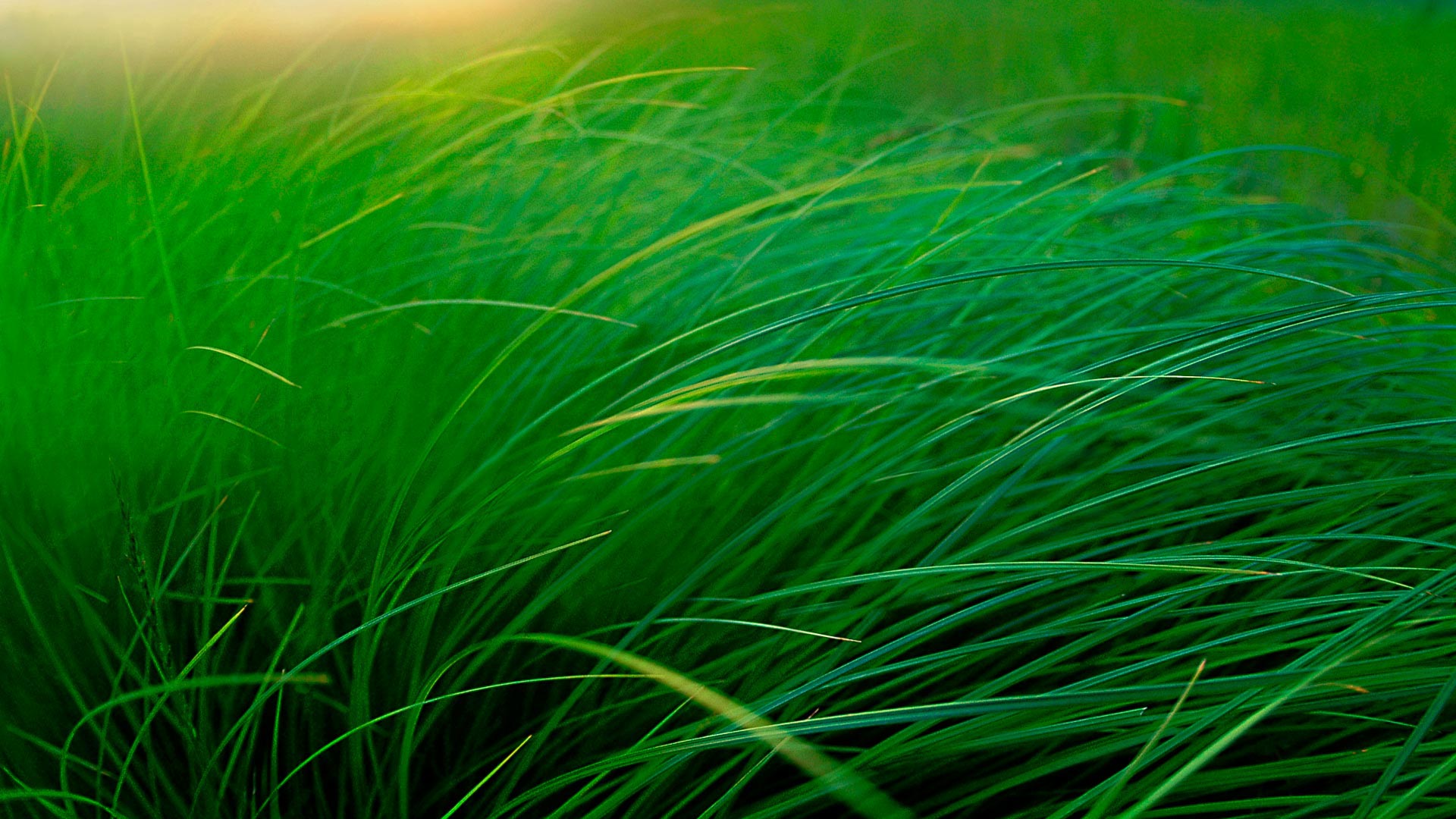MooseLakeGrass_ZH-CN12424437234_1920x1080.jpg