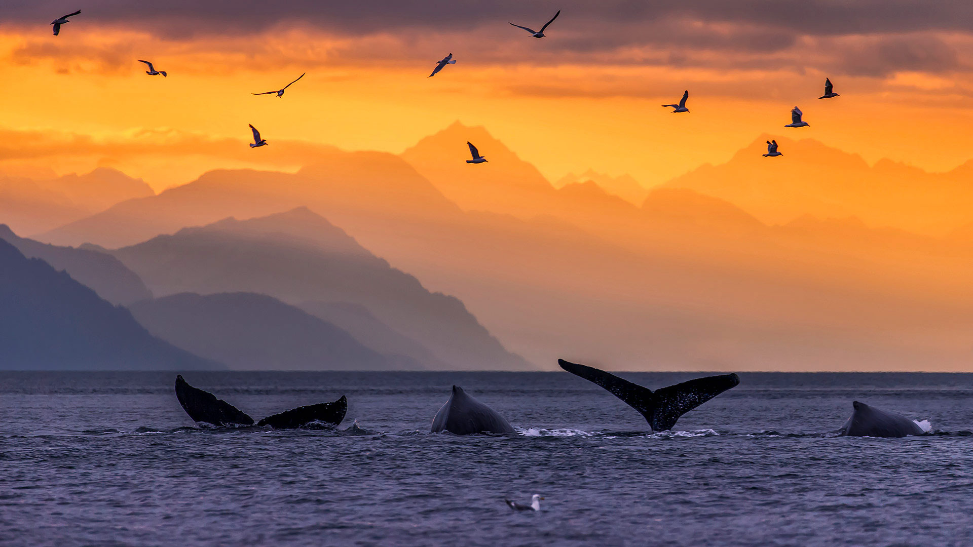 WhalePod_ZH-CN9101375608_1920x1080.jpg