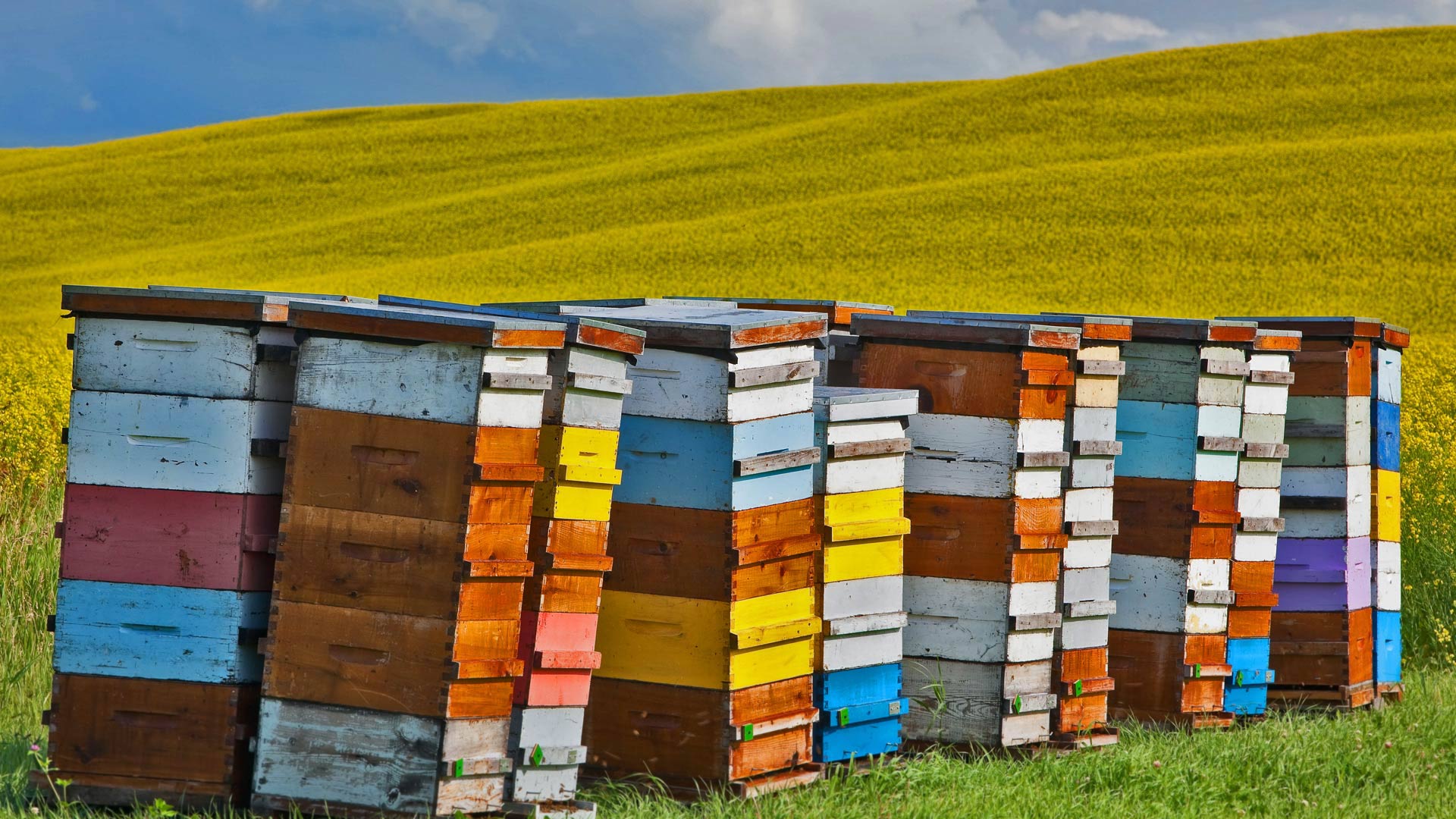 CanolaBeehives_ZH-CN9545312261_1920x1080.jpg