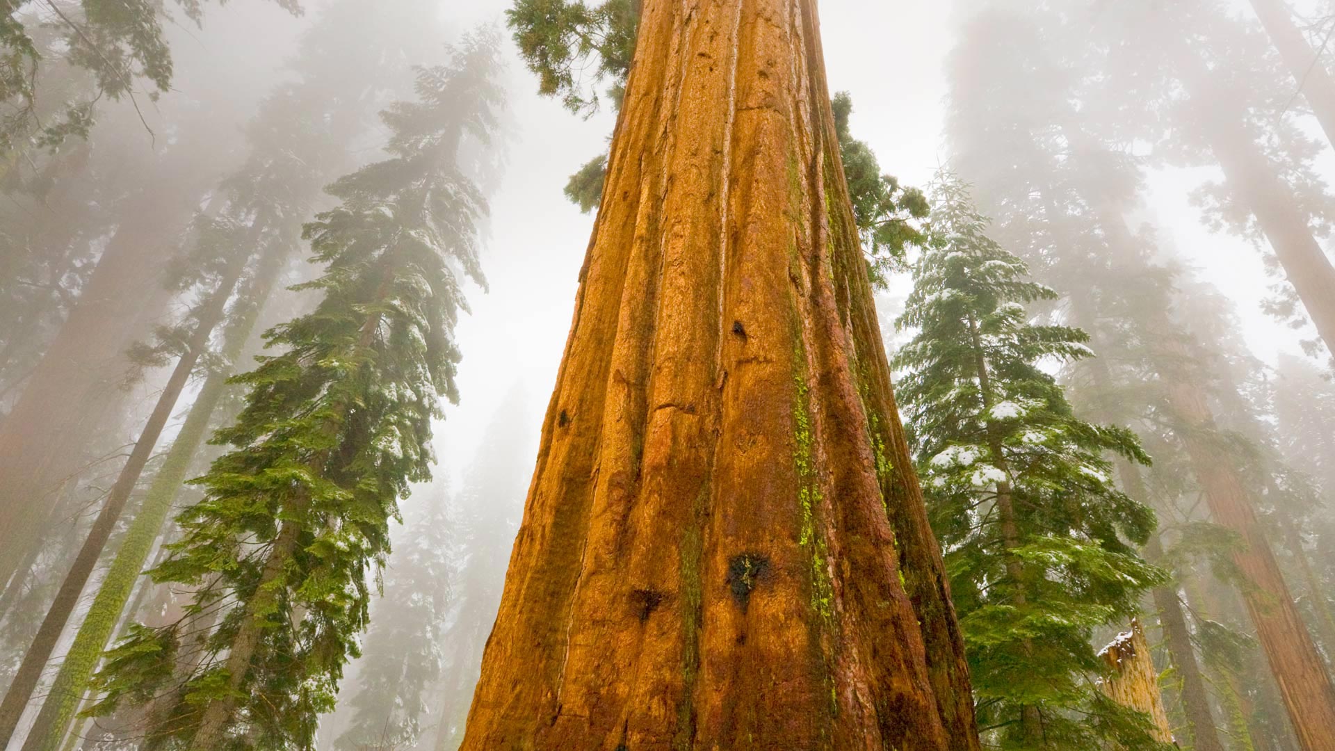 GiantSequoia_ZH-CN12159357875_1920x1080.jpg