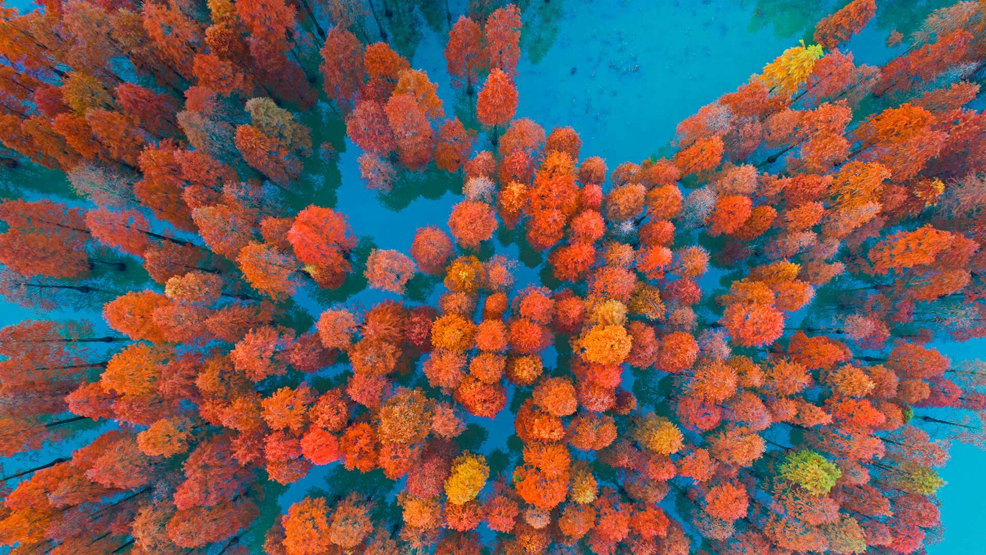 DawnRedwoods_ZH-CN11283421324_1920x1080.jpg