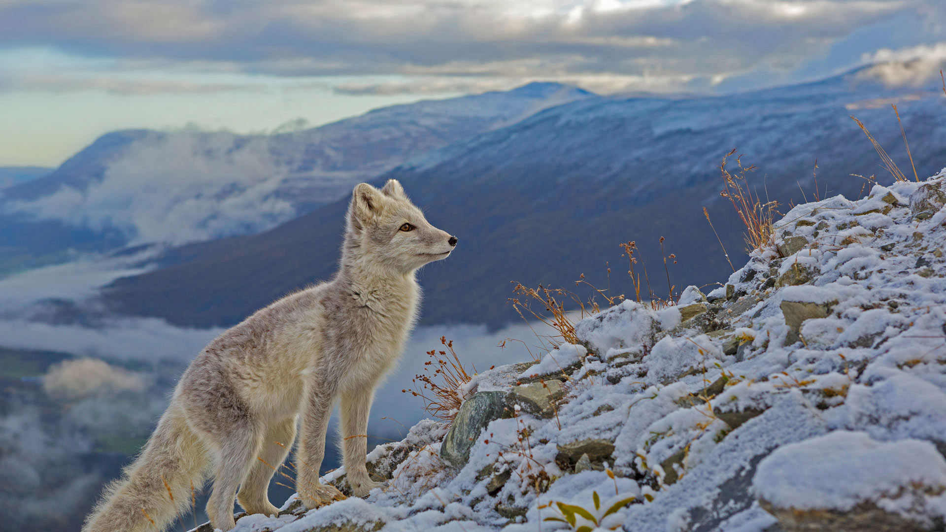 FoxMolt_ZH-CN7917304192_1920x1080.jpg
