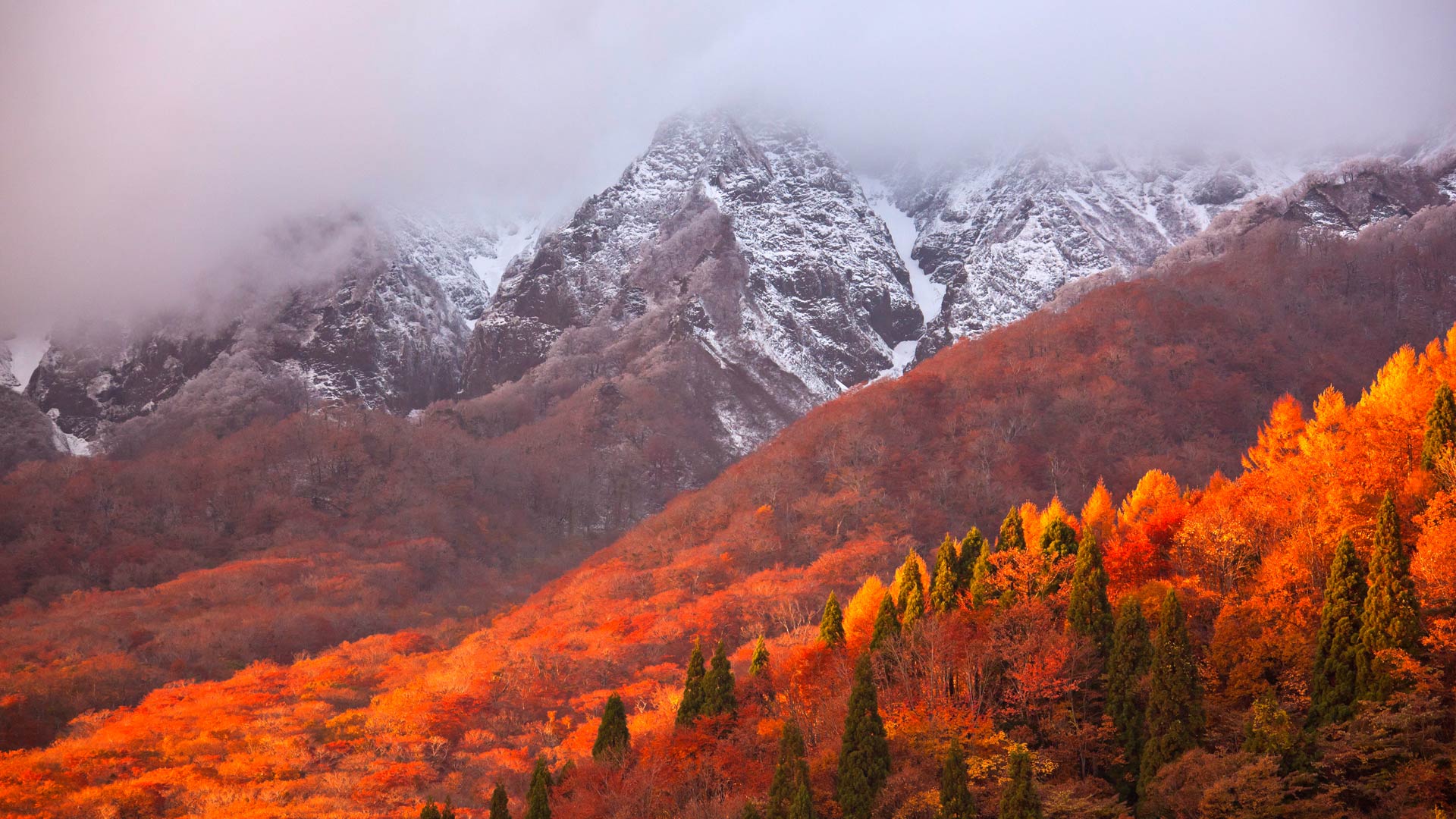 OyamaLeaves_ZH-CN10033445271_1920x1080.jpg