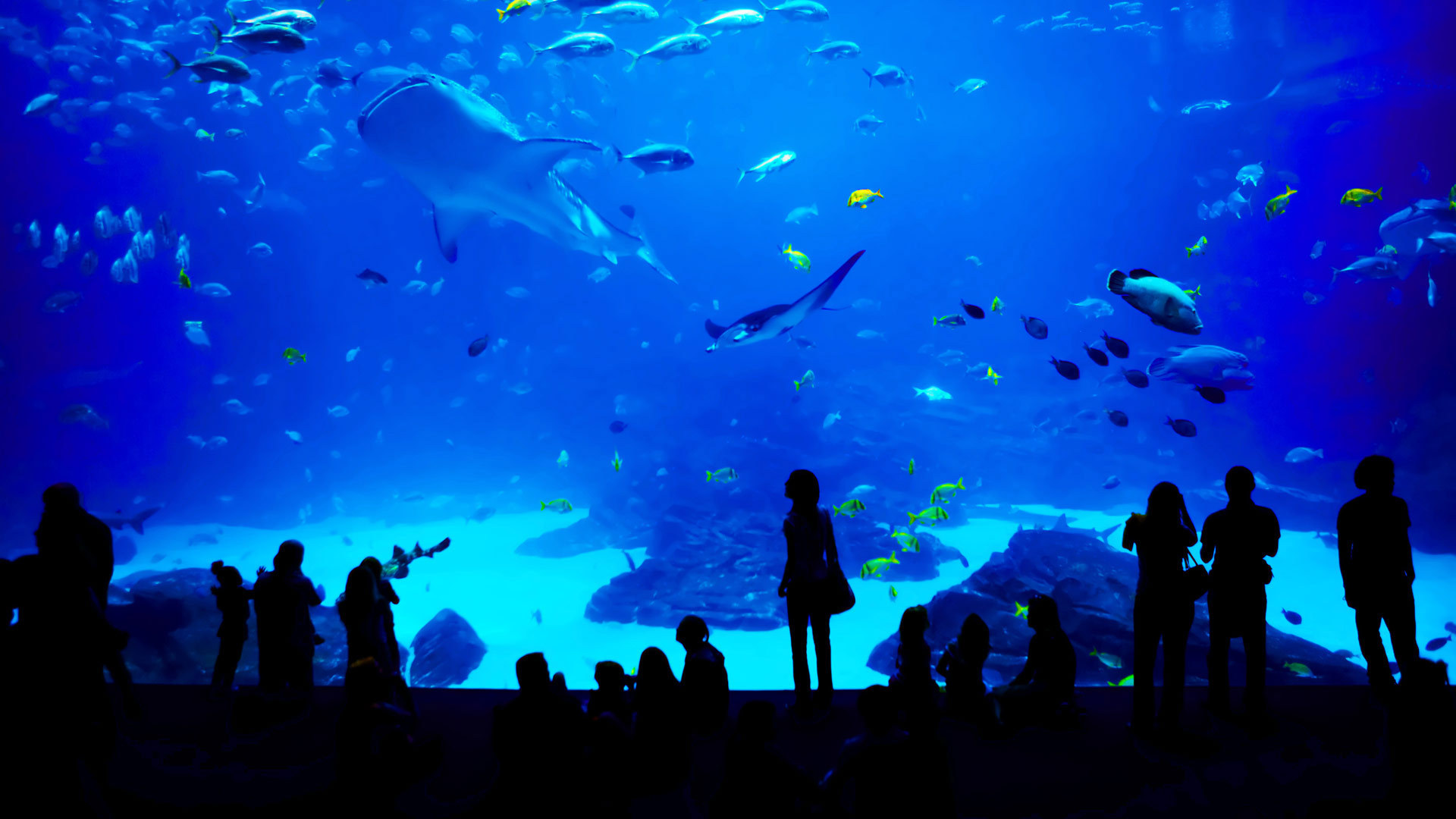 GeorgiaAquarium_ZH-CN12748518316_1920x1080.jpg