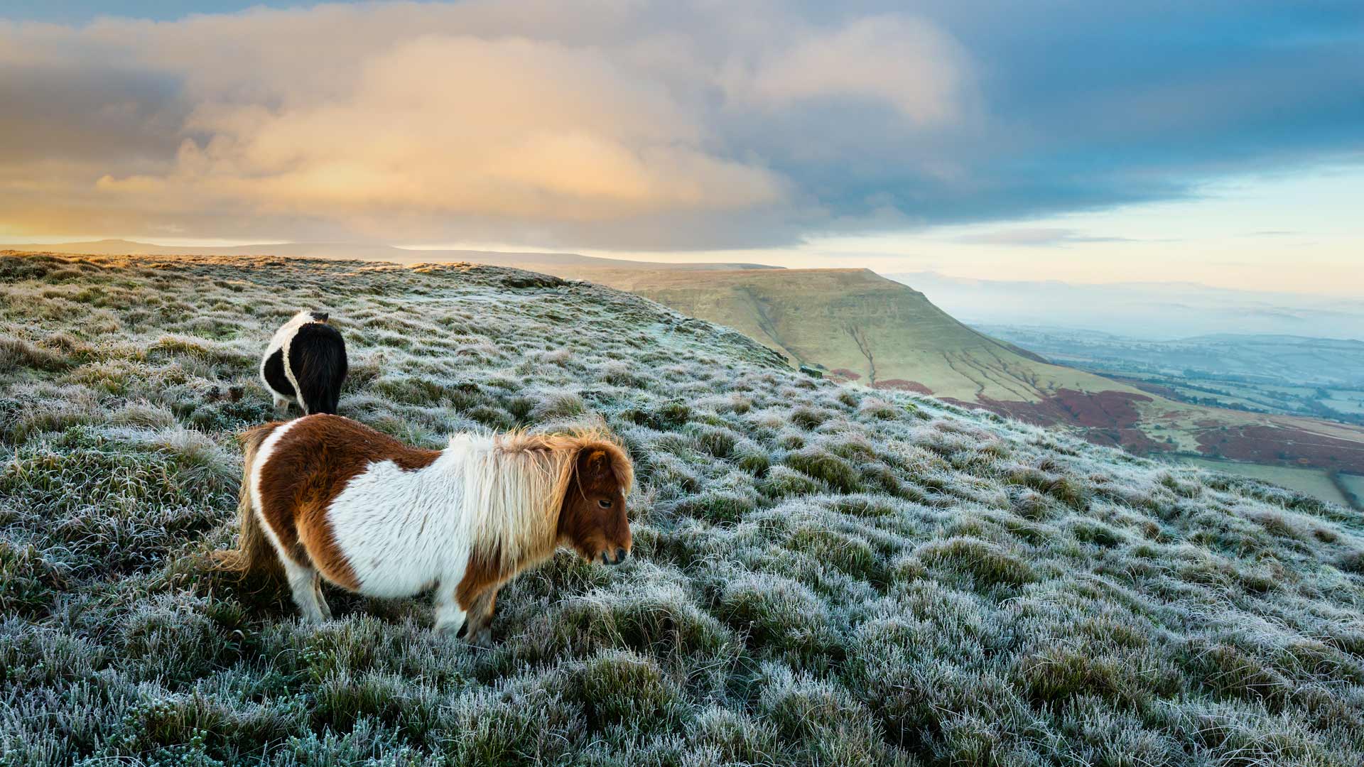 PoniesWales_ZH-CN11520520997_1920x1080.jpg