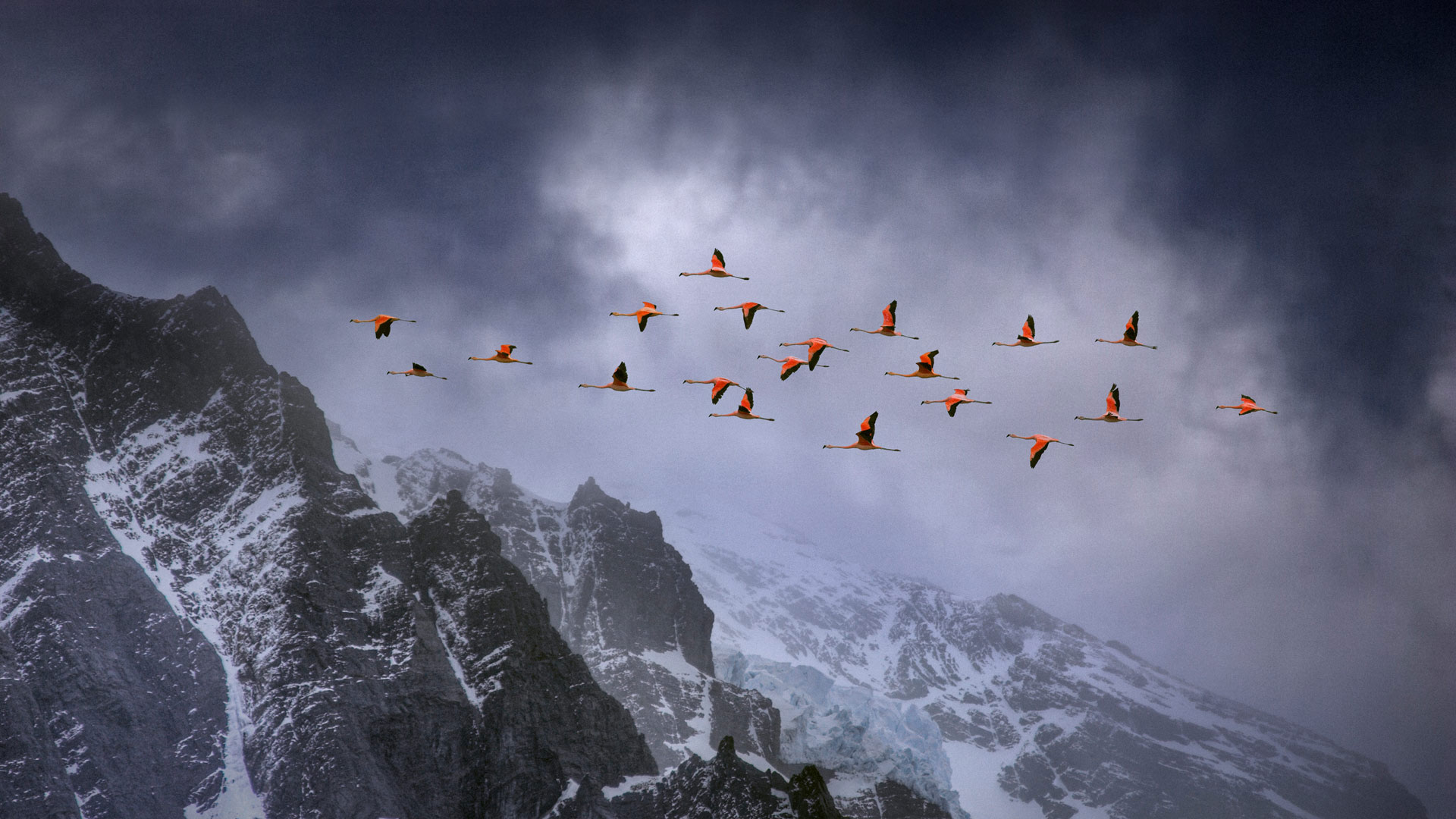 TDPflamingos_ZH-CN9958639267_1920x1080.jpg