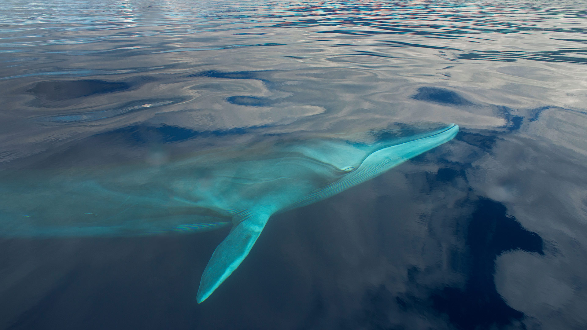 FinWhale_ZH-CN9010064973_1920x1080.jpg
