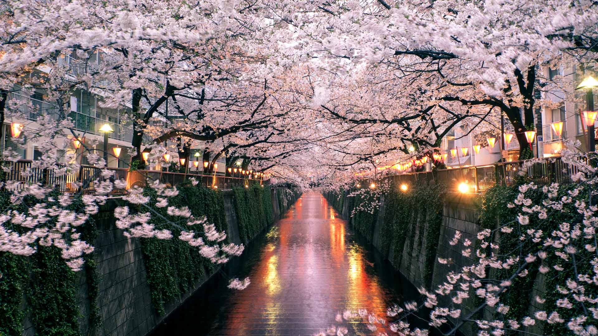 SakuraFes_ZH-CN1341601988_1920x1080.jpg
