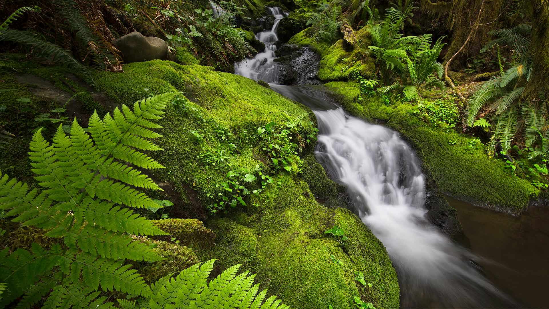RainforestMoss_ZH-CN2878951870_1920x1080.jpg