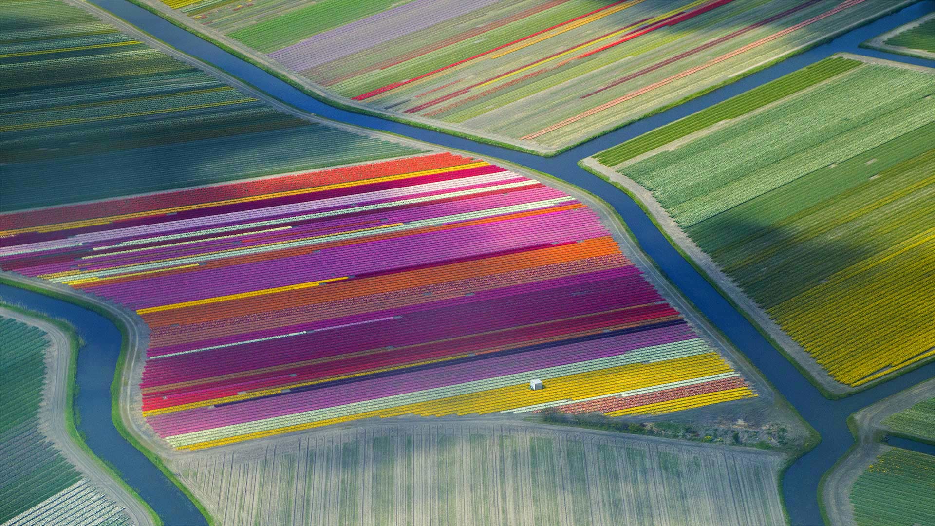 Bollenstreek_ZH-CN5400317097_1920x1080.jpg