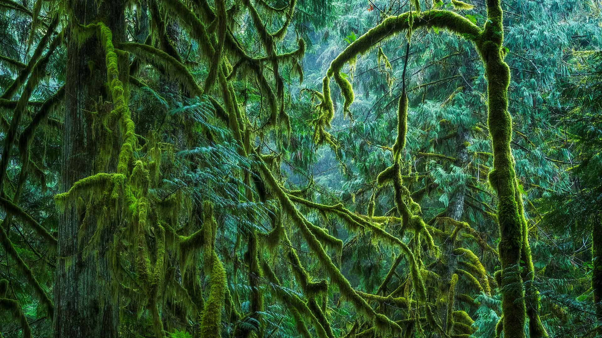 MacmillanForest_ZH-CN5295176479_1920x1080.jpg