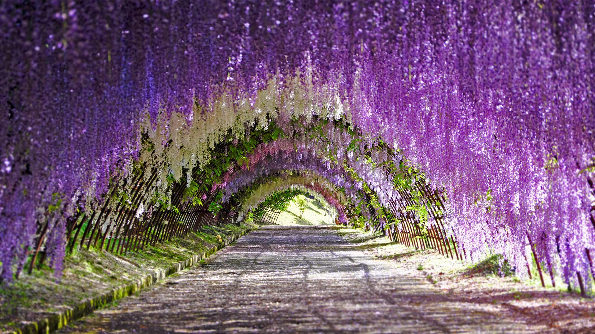WisteriaTunnel_EN-CN8254201549_1920x1080.jpg
