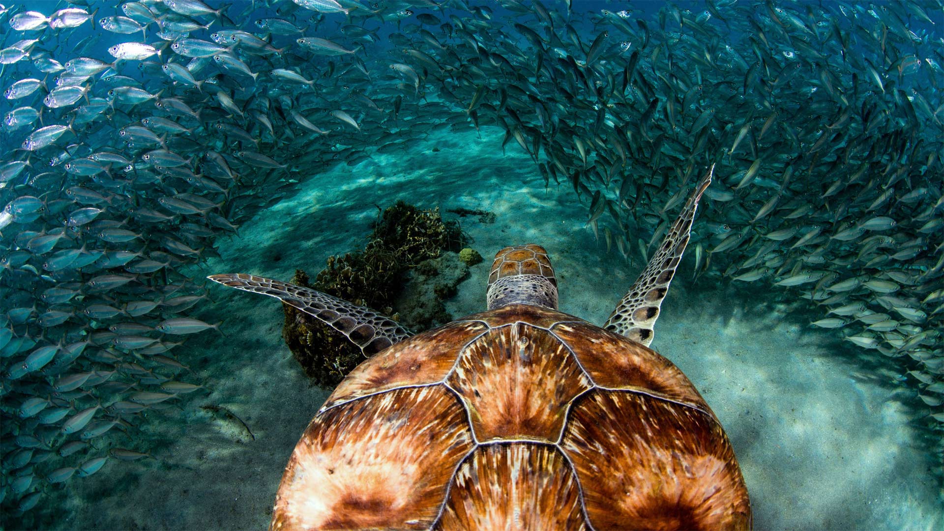 CuracaoTurtle_ZH-CN5468901173_1920x1080.jpg