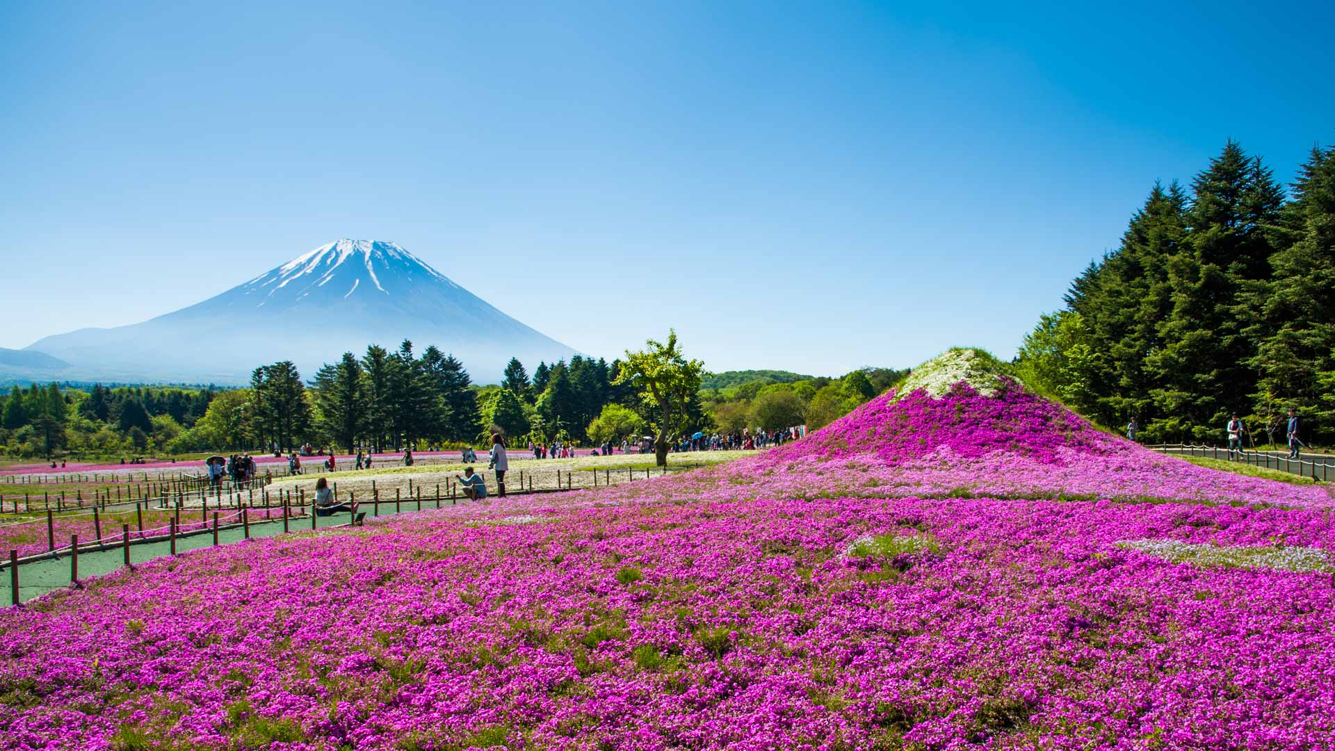 FujiSakura_ZH-CN8005792871_1920x1080.jpg