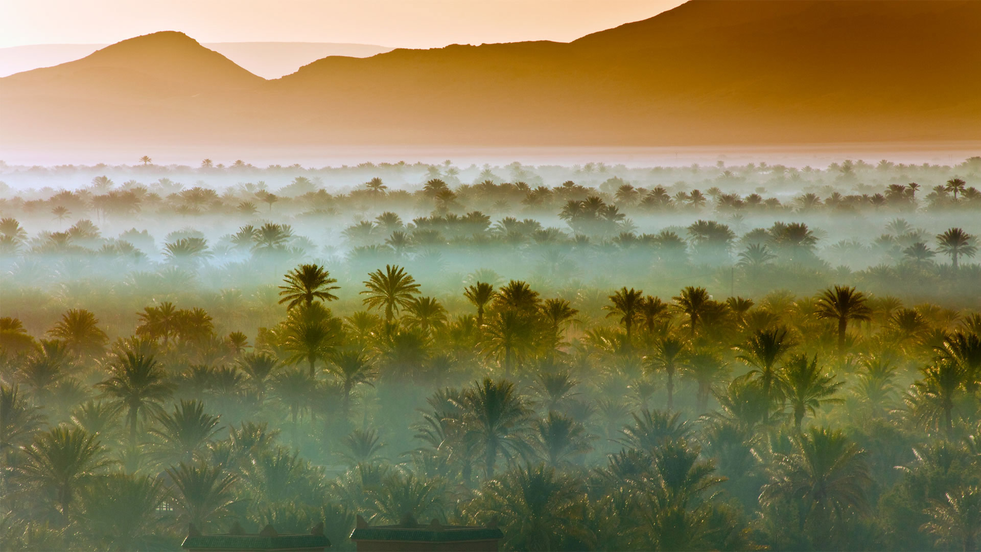 VastPalmGrove_ZH-CN4145018538_1920x1080.jpg