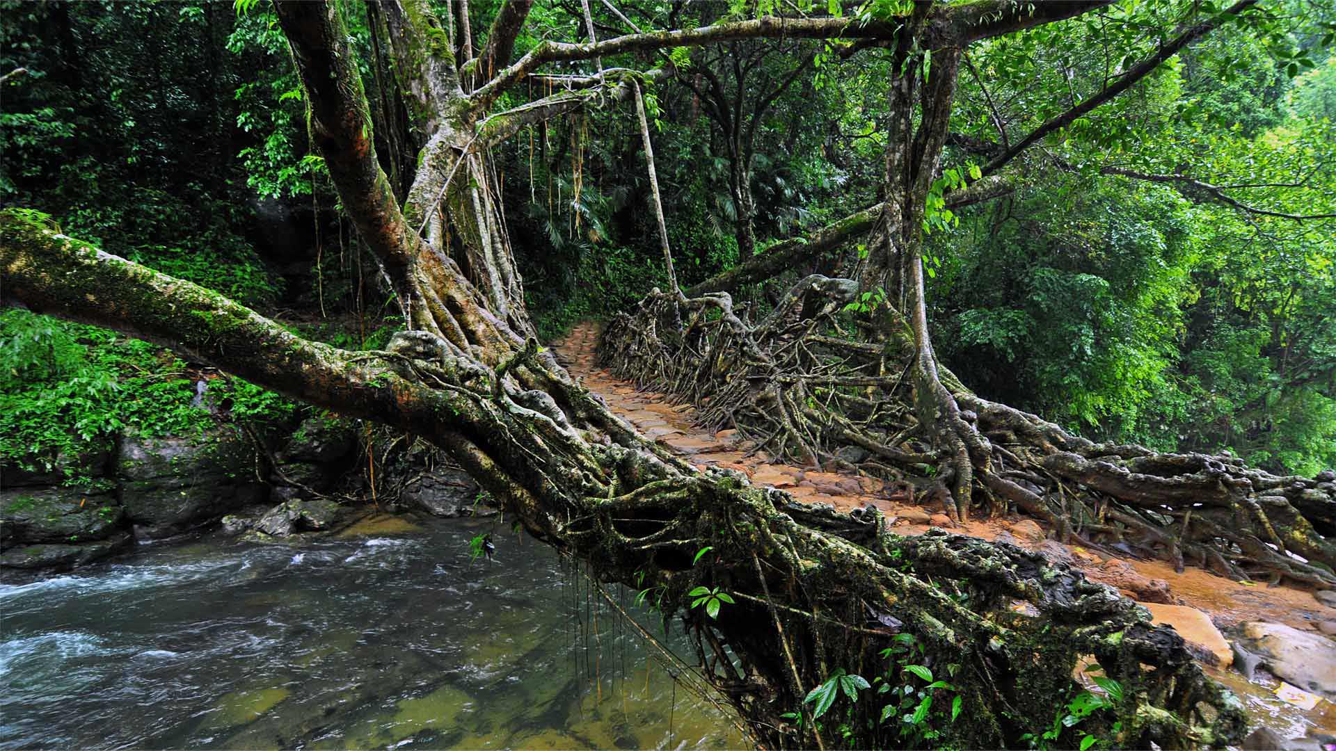 RootBridge_ZH-CN5173953292_1920x1080.jpg