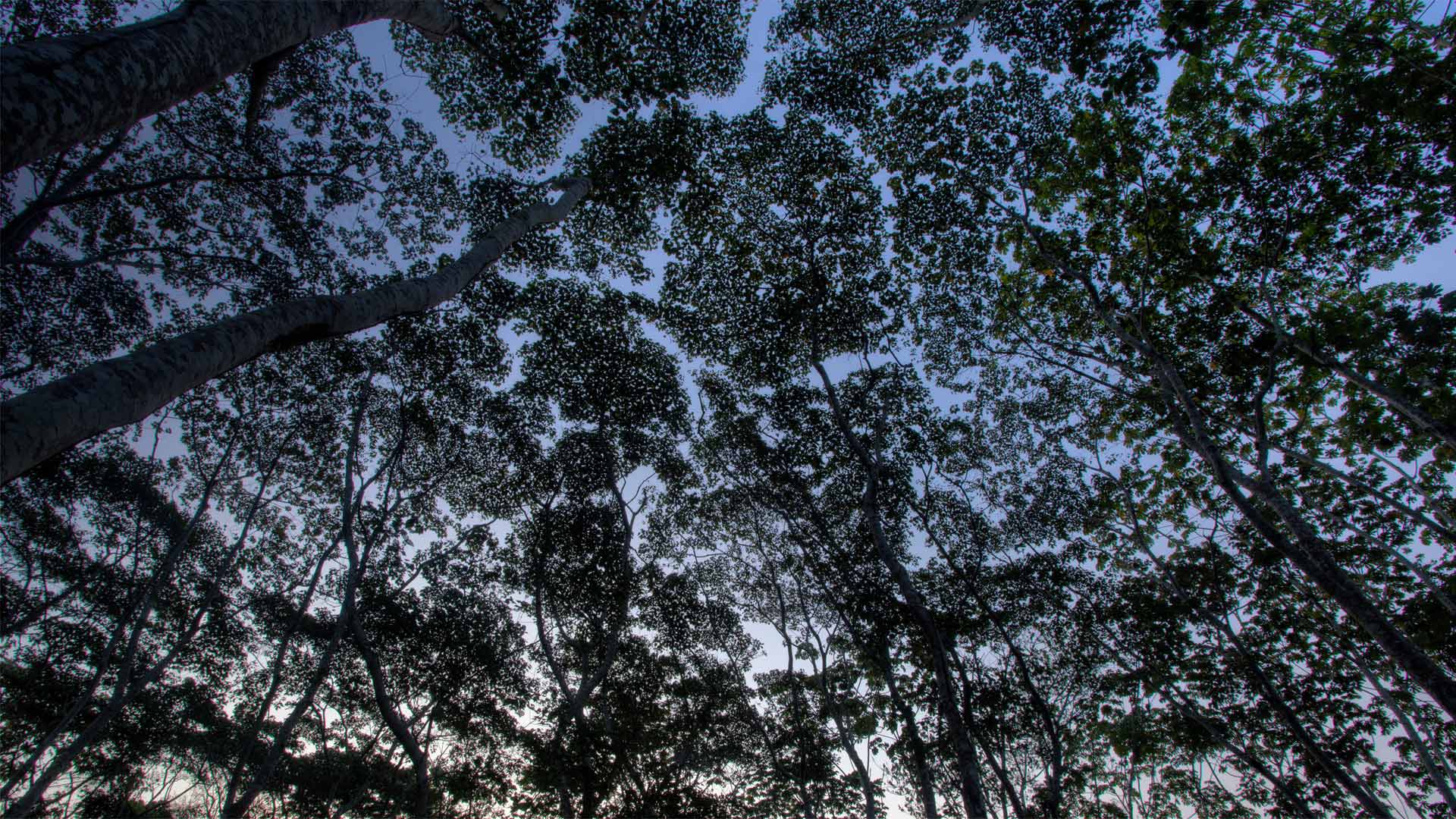PeruvianRainforest_ZH-CN4066508593_1920x1080.jpg