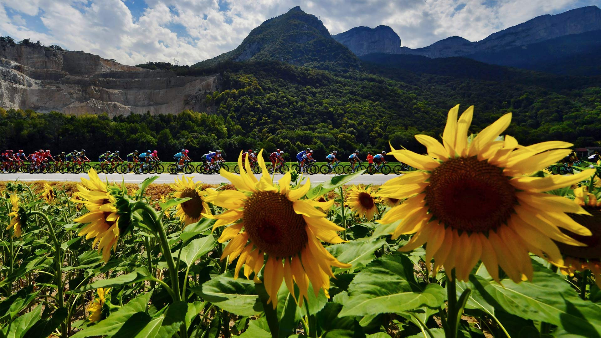 PelotonSunflowers_EN-CN8301489029_1920x1080.jpg