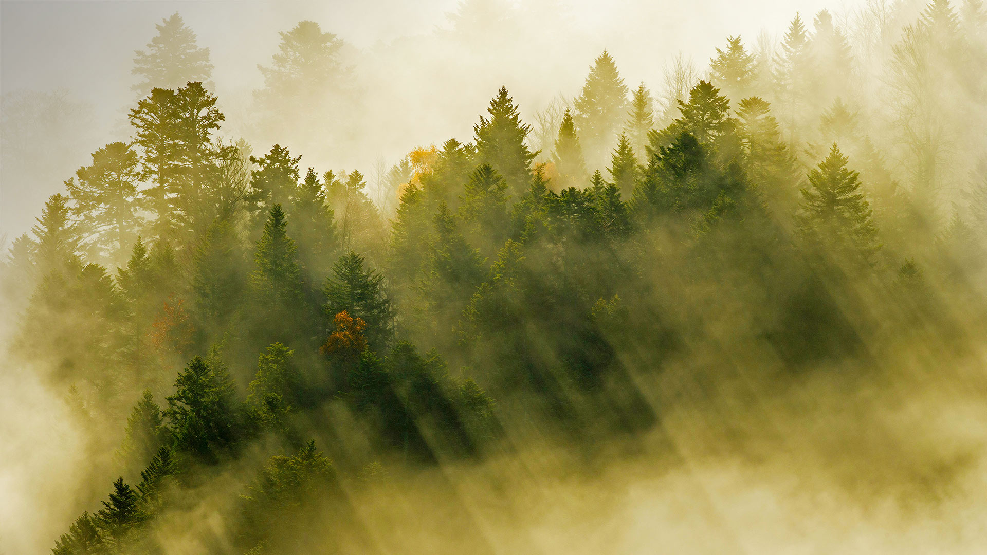 SunbeamsForest_ZH-CN5358008117_1920x1080.jpg