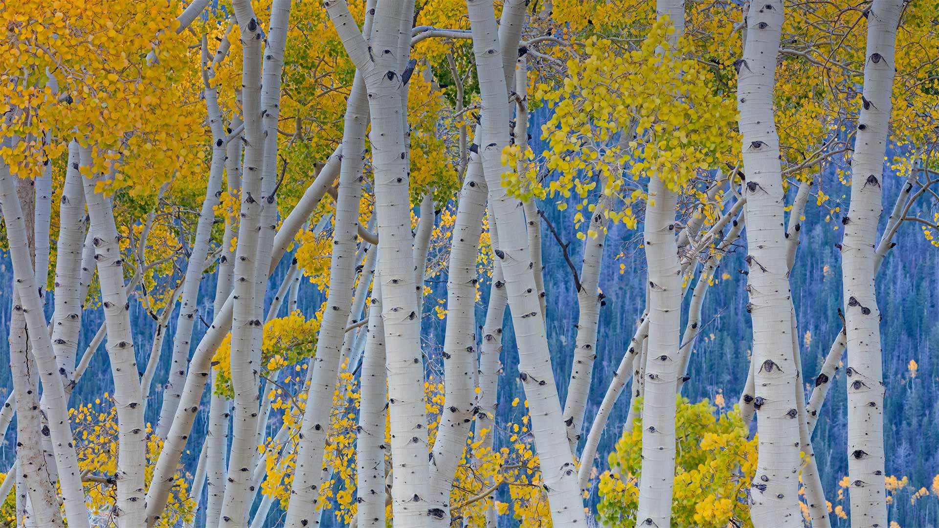 ThePando_EN-CN5196839841_1920x1080.jpg