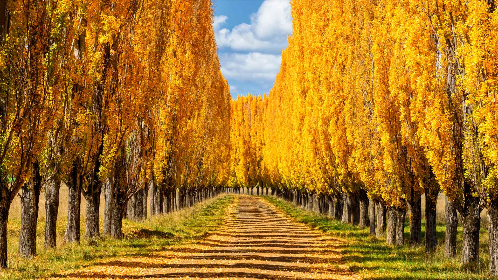 AutumnTreesNewEngland_ZH-CN1766405773_1920x1080.jpg