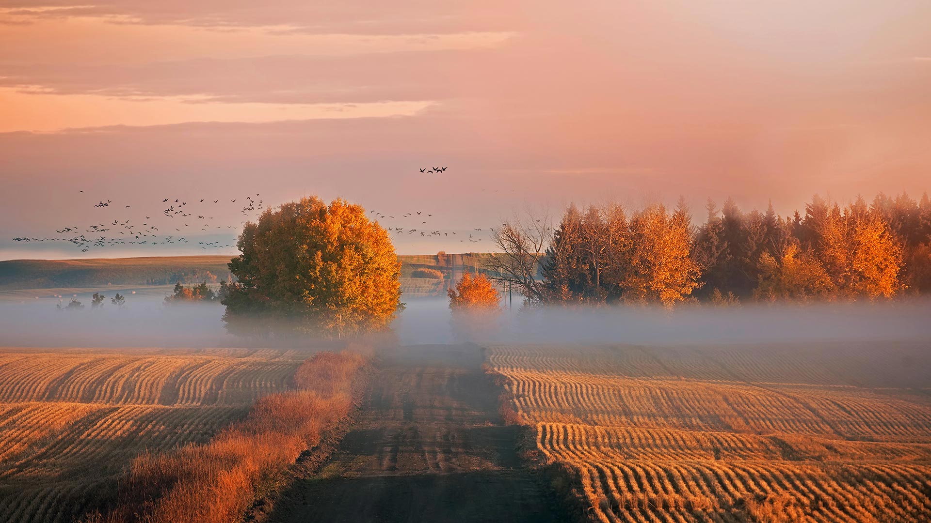 AlbertaThanksgiving_ZH-CN5899007960_1920x1080.jpg