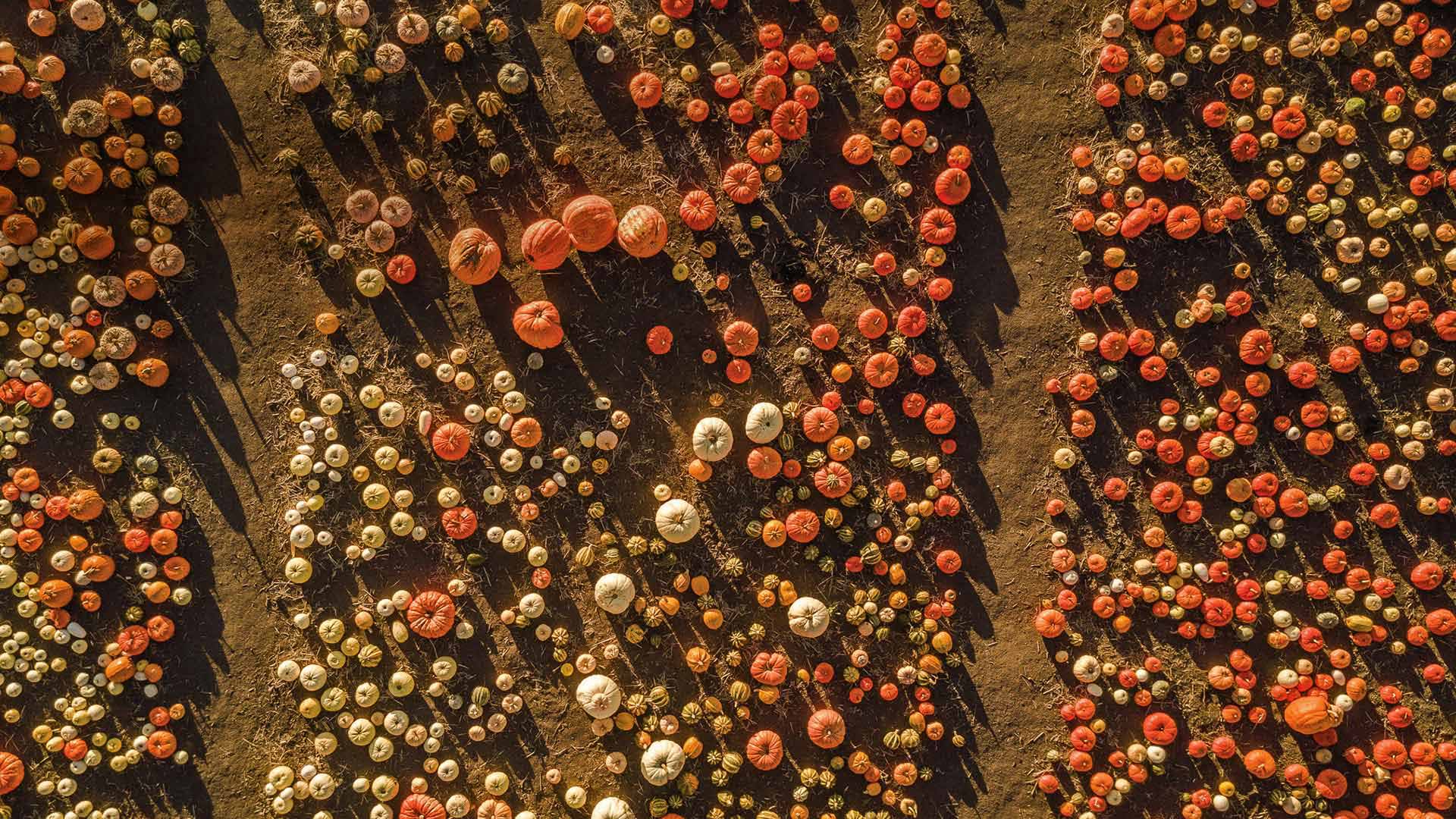 HalfMoonBayPumpkin_ZH-CN6219747714_1920x1080.jpg