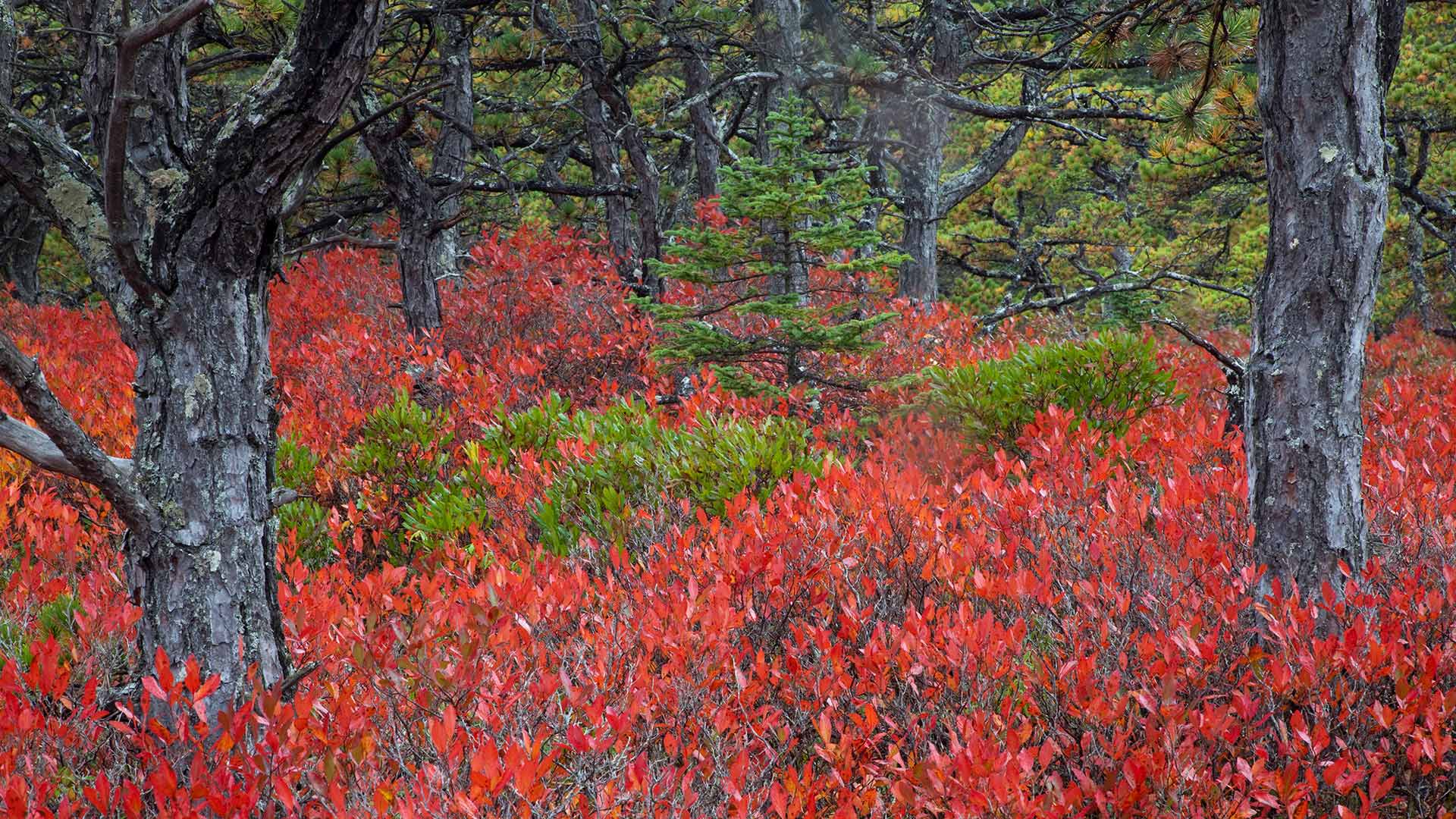 AcadiaBlueberries_ZH-CN6014510748_1920x1080.jpg