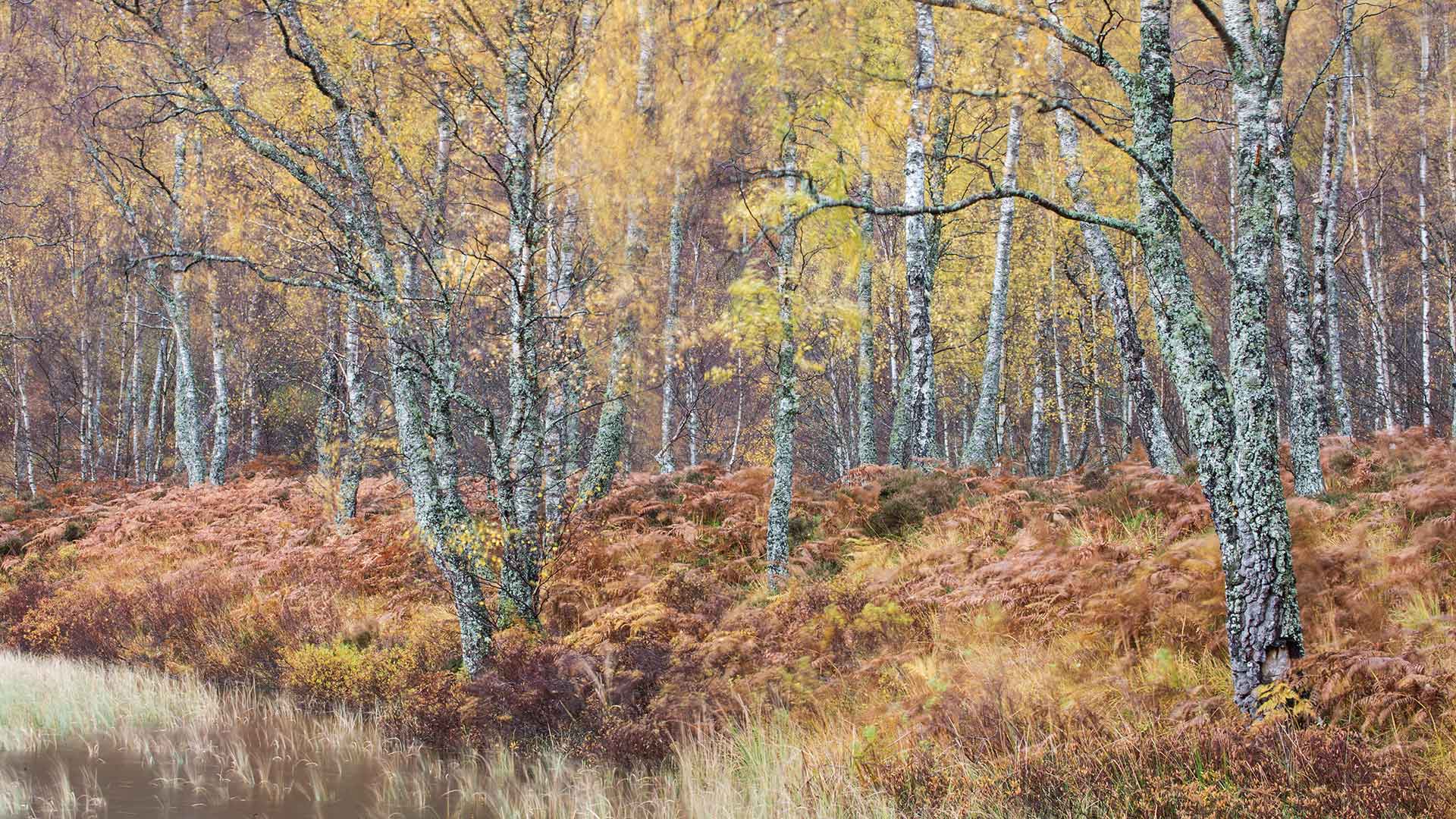 SilverBirch_EN-CN1125322484_1920x1080.jpg