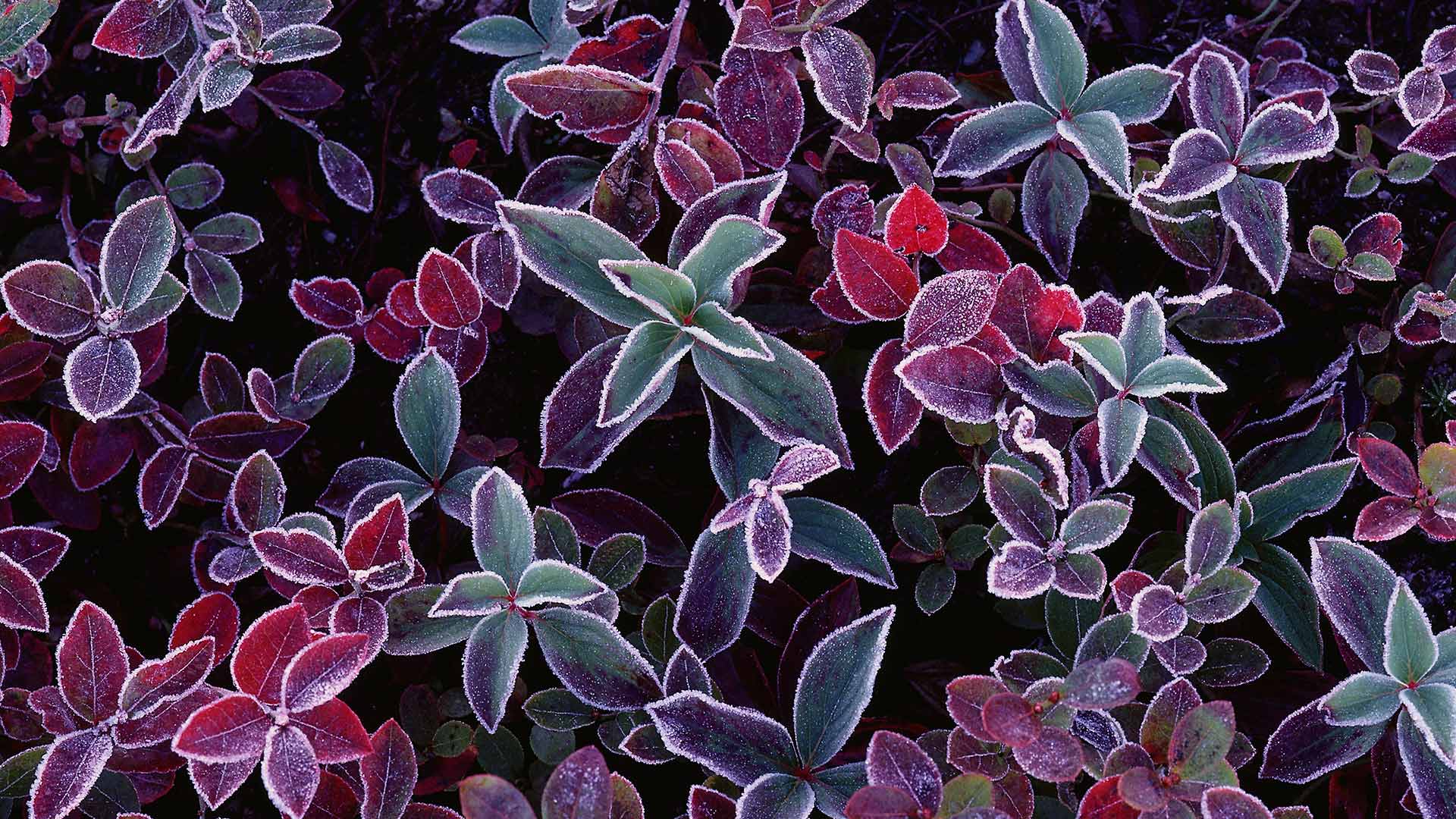 BlueberryFrost_ZH-CN0971529753_1920x1080.jpg