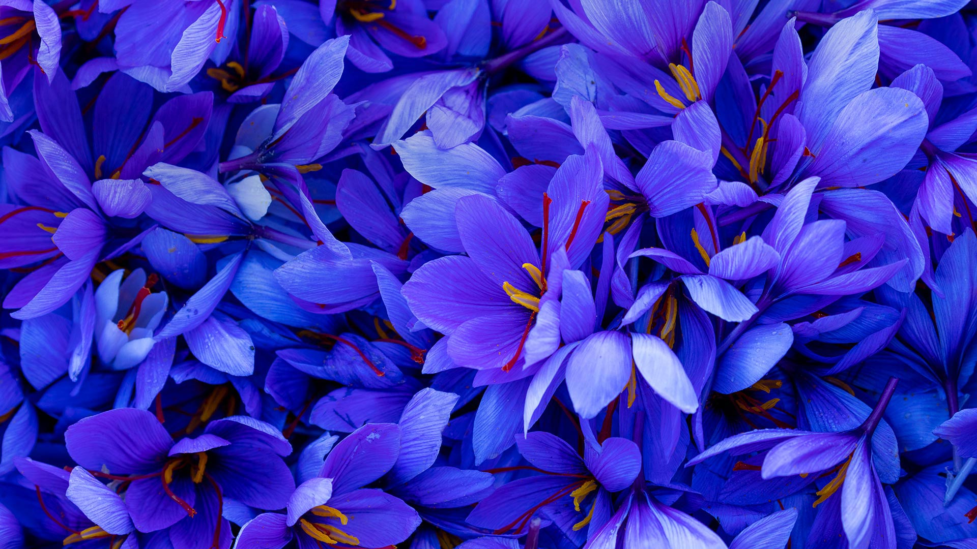 CrocusSativus_ZH-CN3143423131_1920x1080.jpg