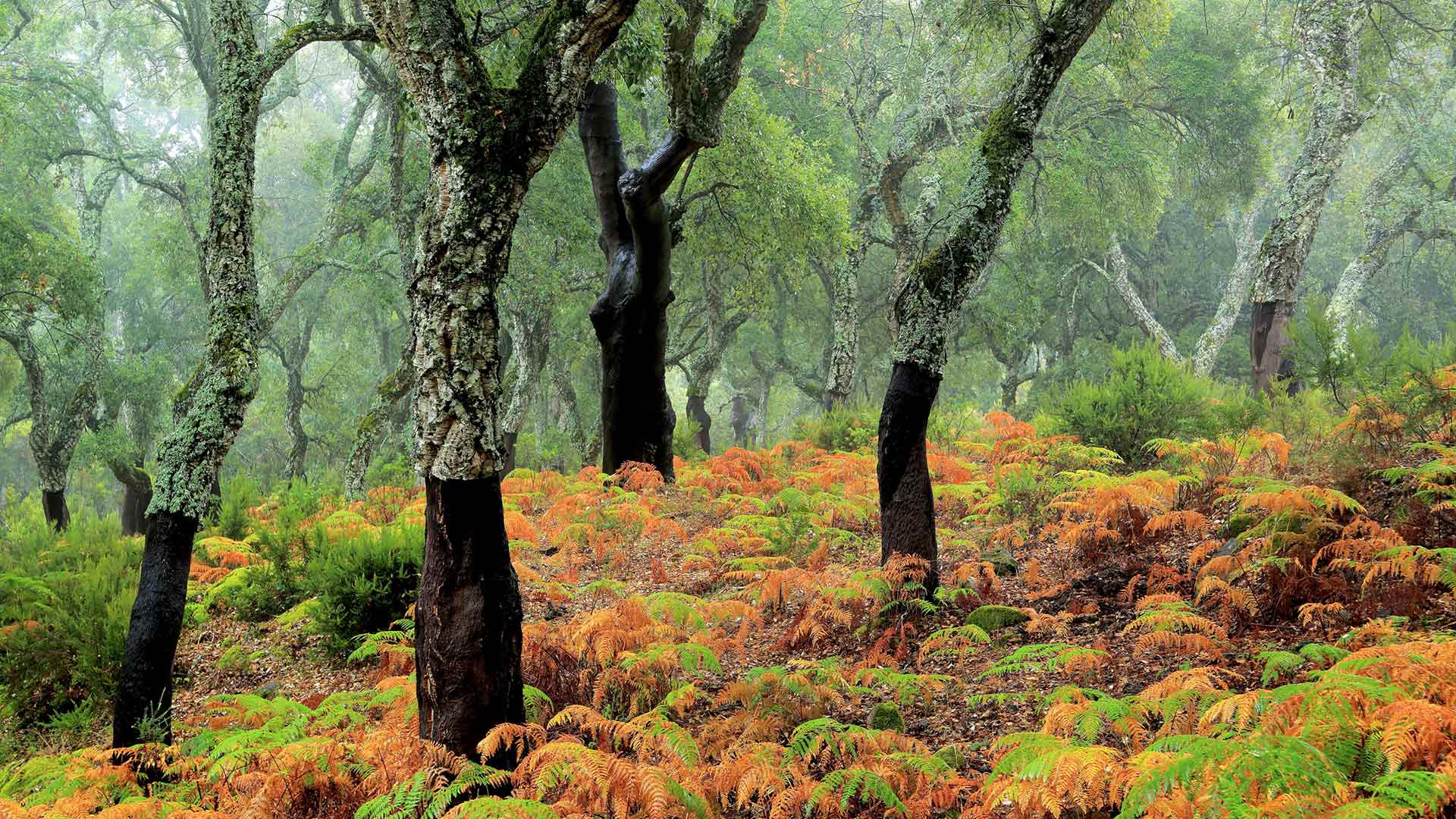 CorkTrees_ZH-CN1253123792_1920x1080.jpg