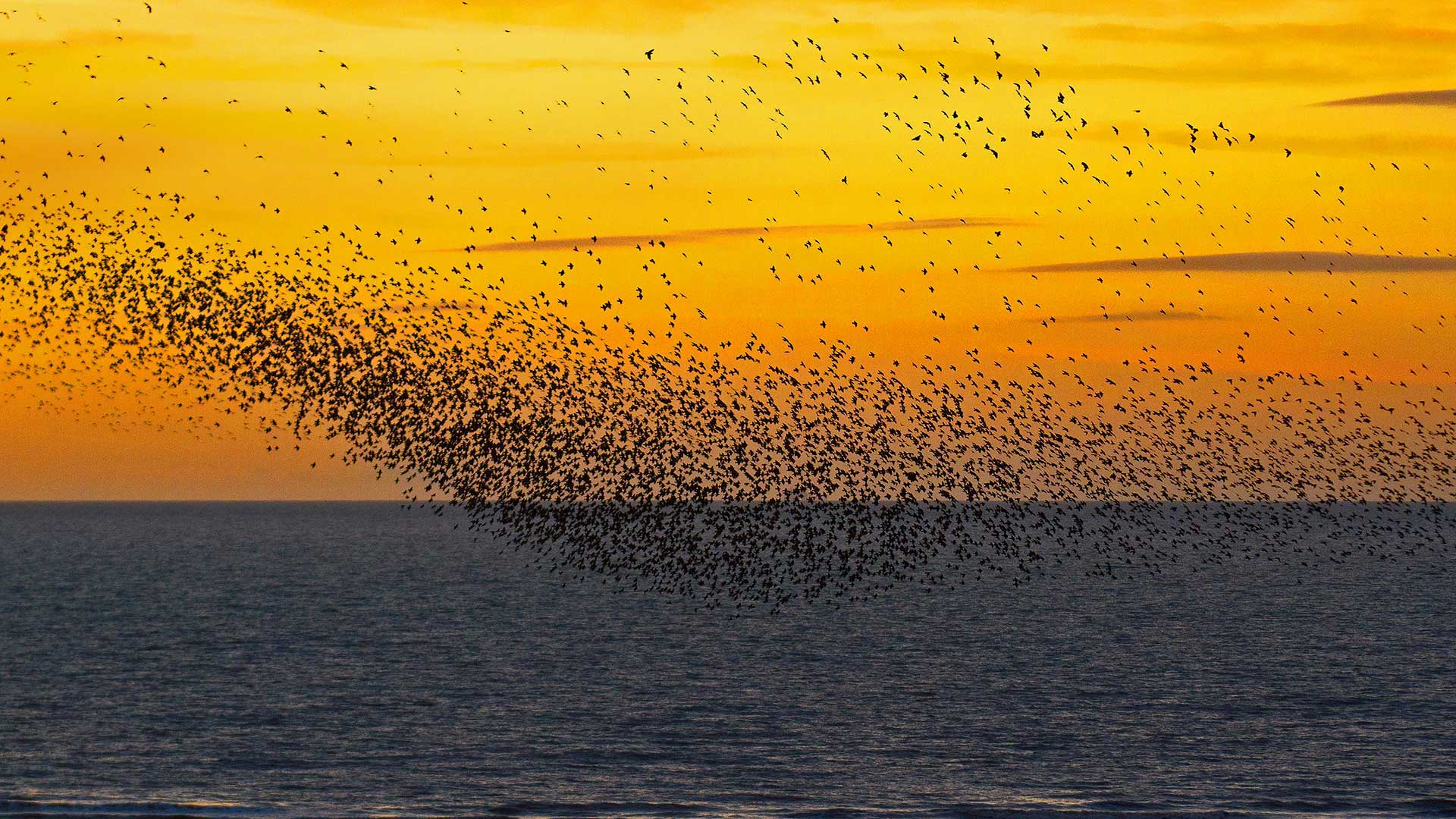 Murmurations_ZH-CN1257945583_1920x1080.jpg
