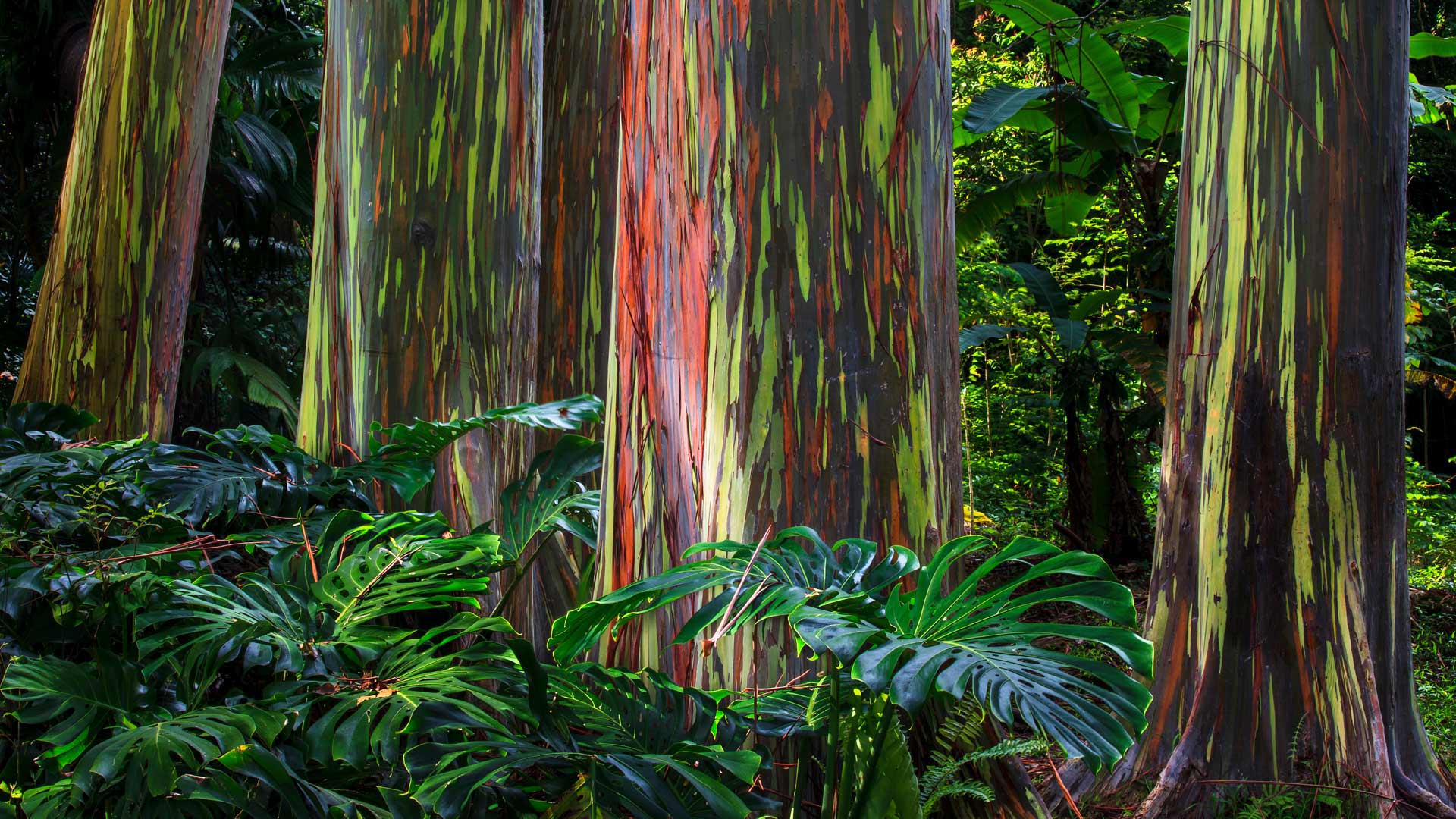 MauiEucalyptus_ZH-CN5616197787_1920x1080.jpg