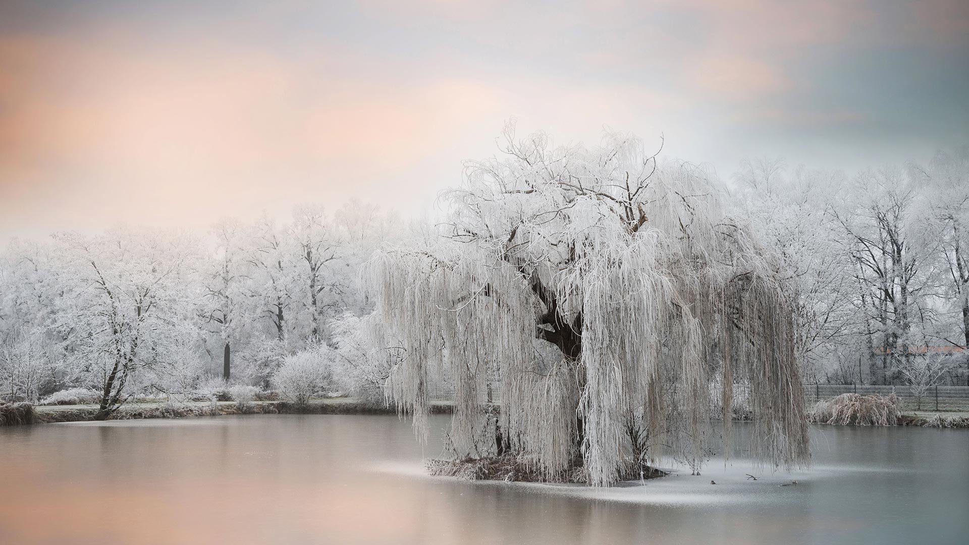 FrozenTree_ZH-CN9591258534_1920x1080.jpg
