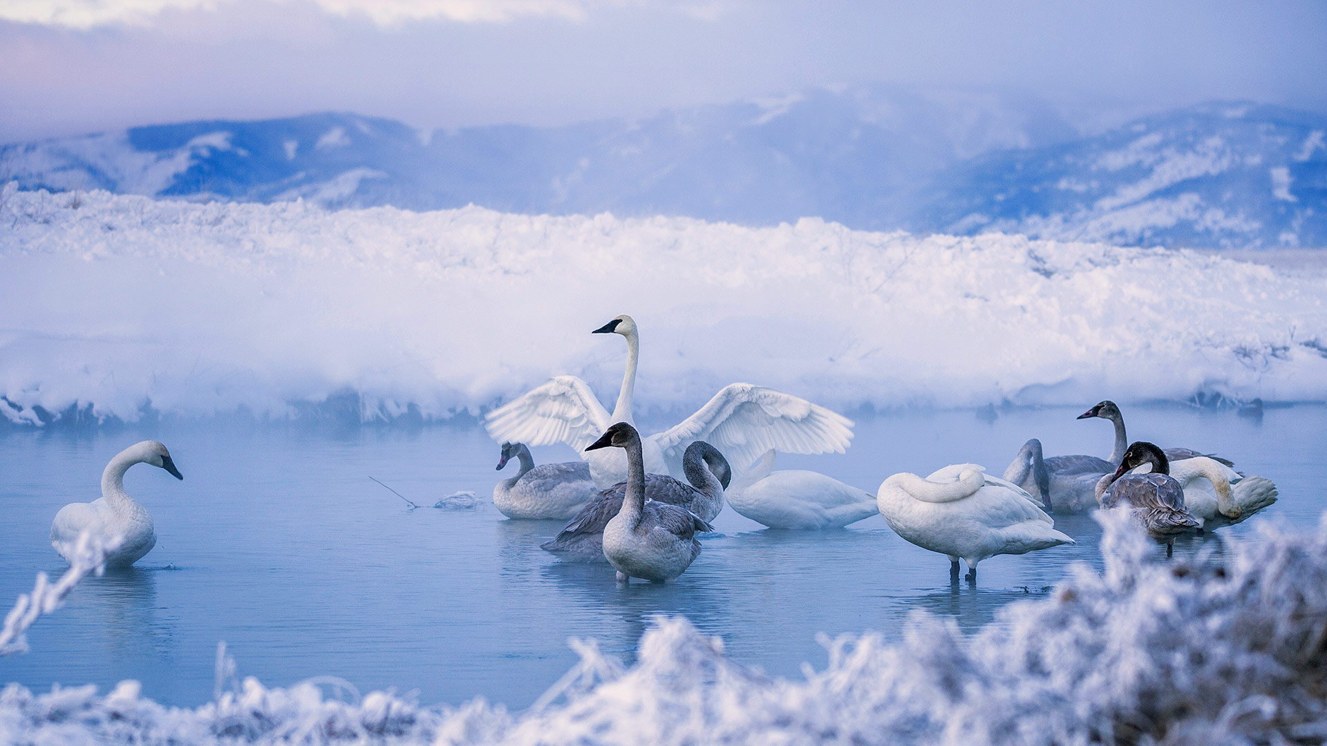 TrumpeterWinter_ZH-CN6156392179_1920x1080.jpg