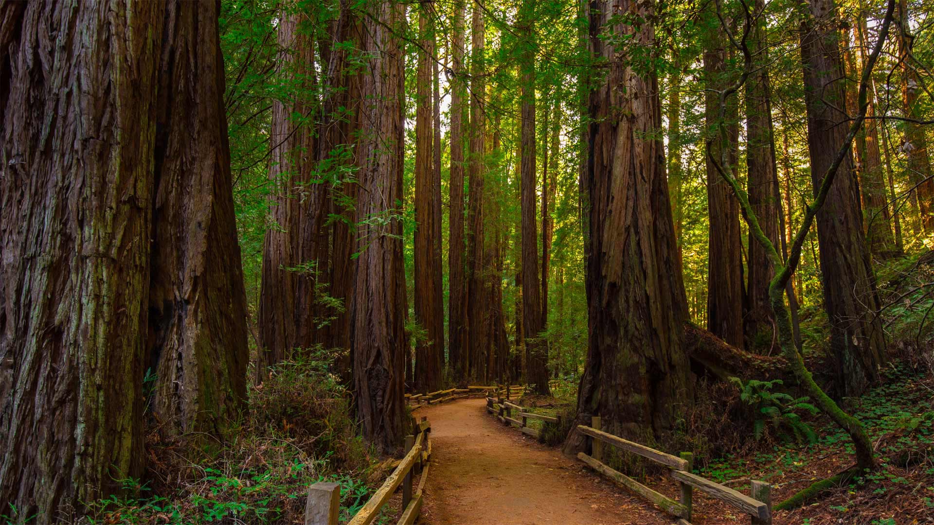 MuirWoods_ZH-CN0717974254_1920x1080.jpg