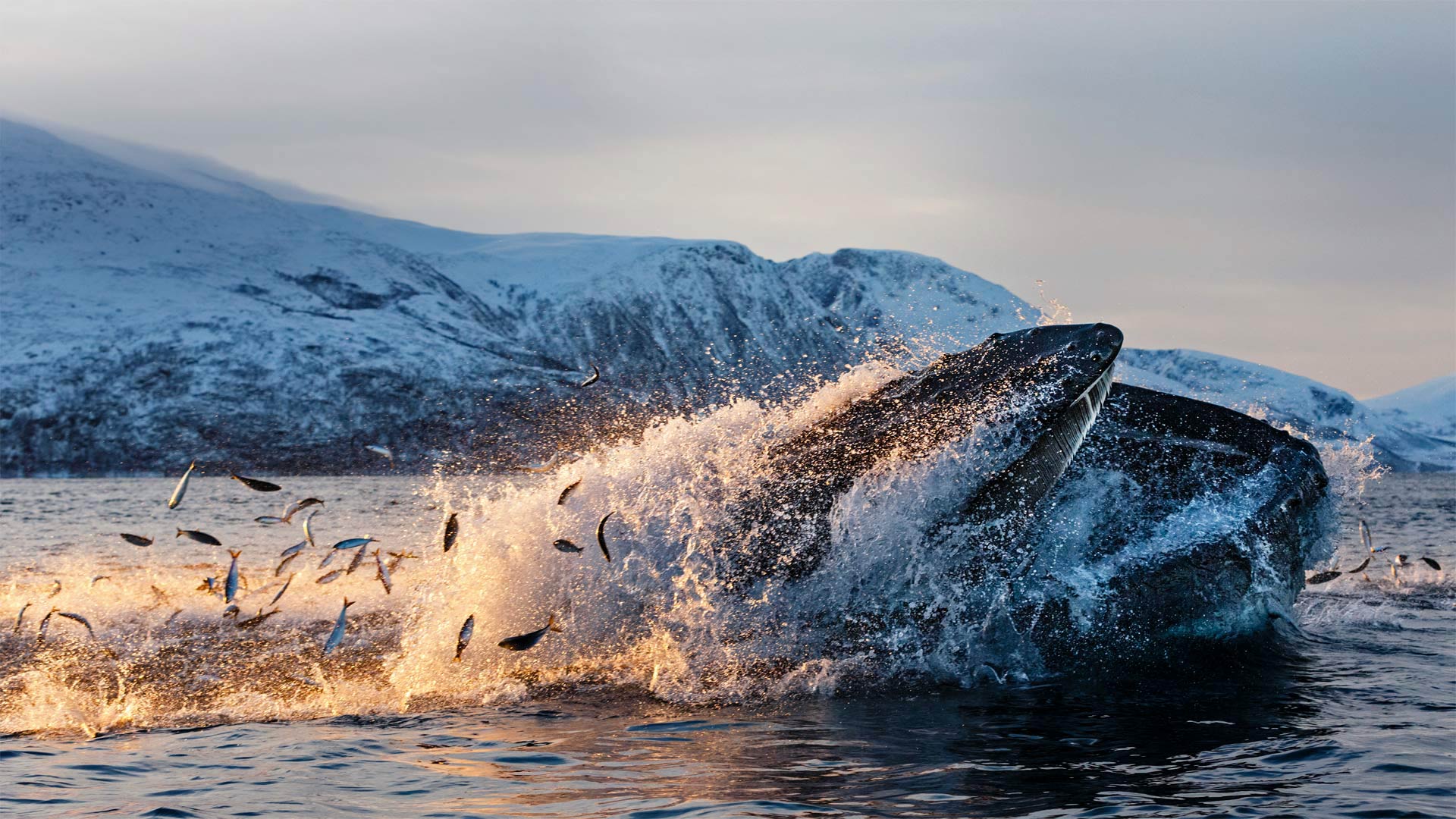 HumpbackHerring_ZH-CN2868885675_1920x1080.jpg