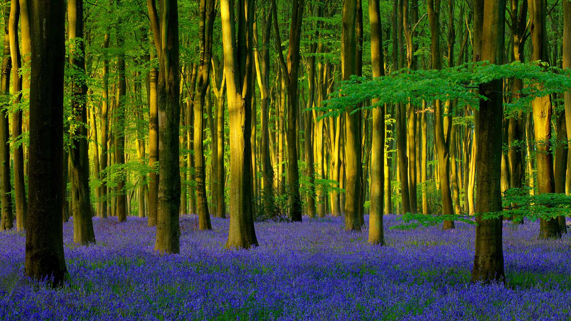 BluebellWood_ZH-CN8128422960_1920x1080.jpg