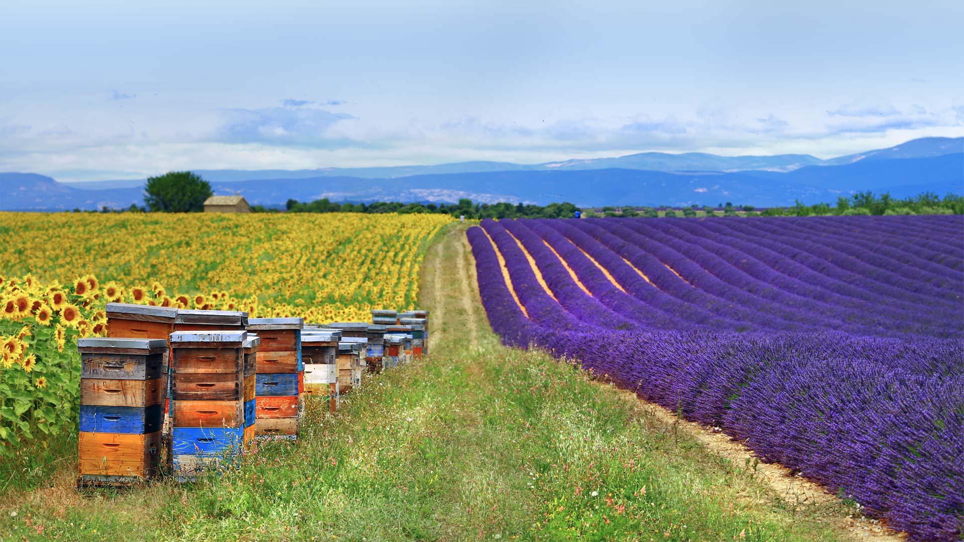 LavenderBee_ZH-CN0499654521_1920x1080.jpg