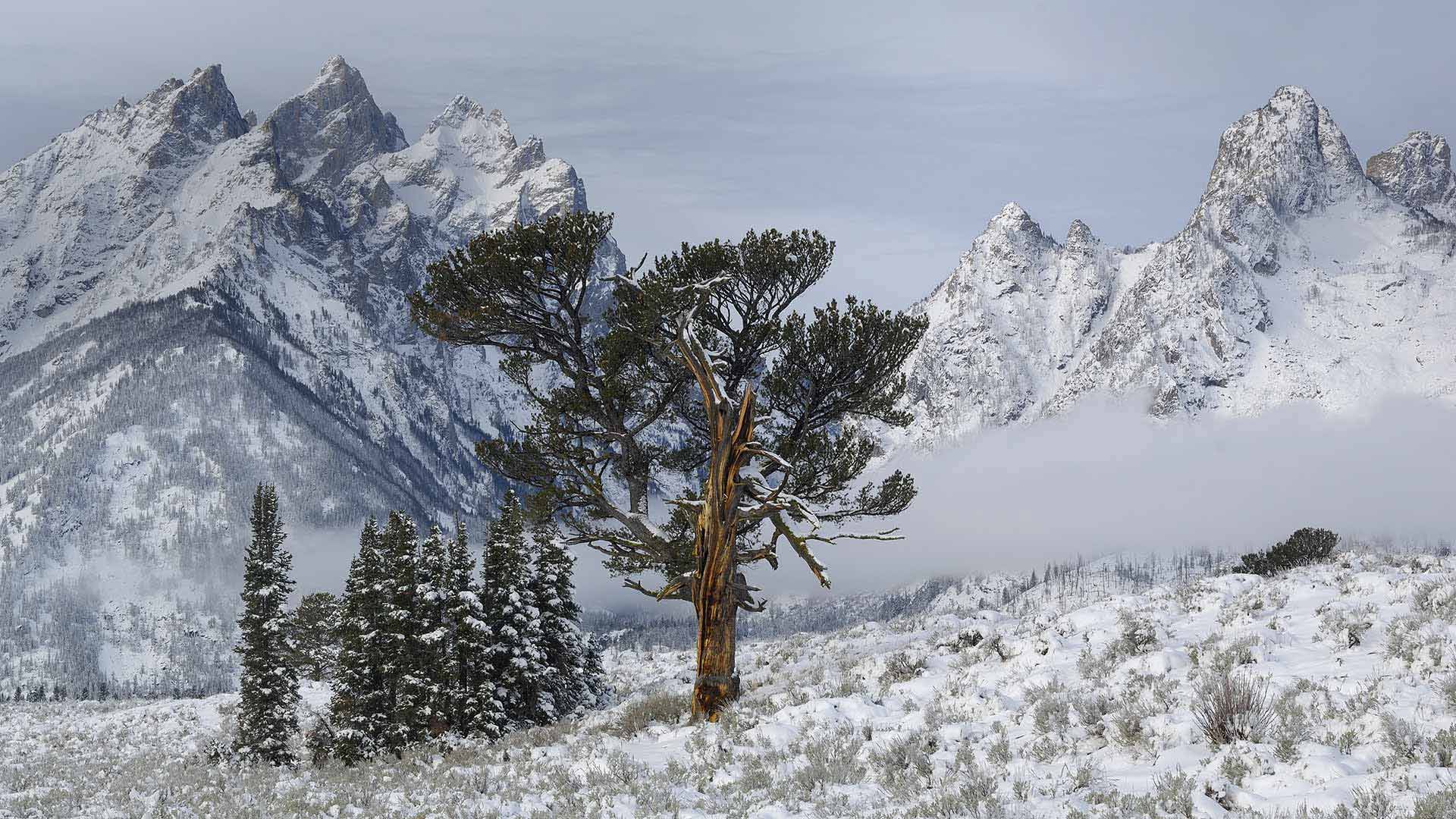 OldPatriarchTree_ZH-CN8818146190_1920x1080.jpg