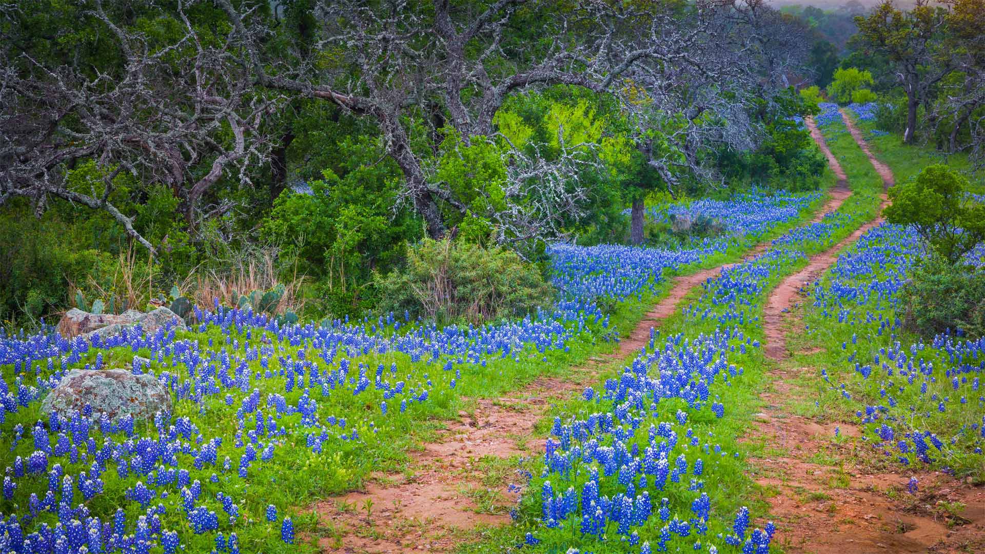 WildflowerWeek_ZH-CN4593499387_1920x1080.jpg