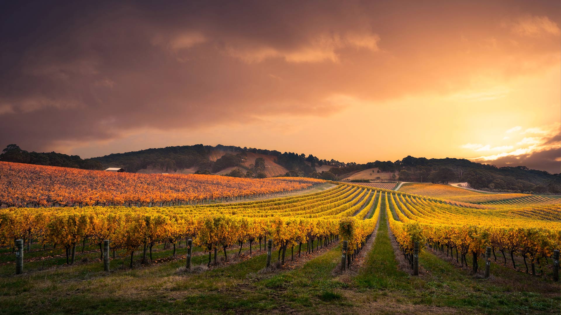 AdelaideVineyard_ZH-CN8408417885_1920x1080.jpg