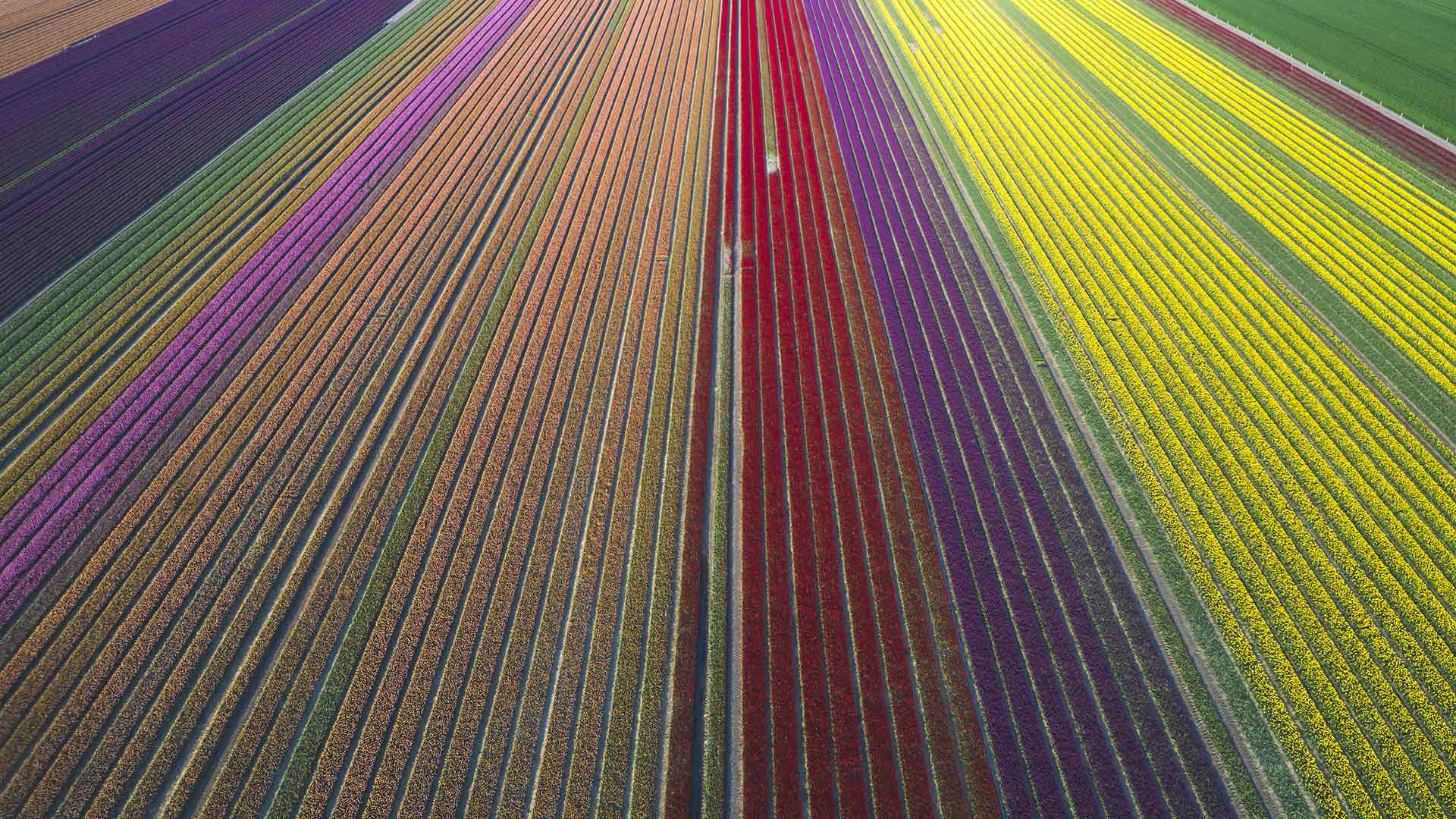 TulipFieldsDE_ZH-CN8685077552_1920x1080.jpg
